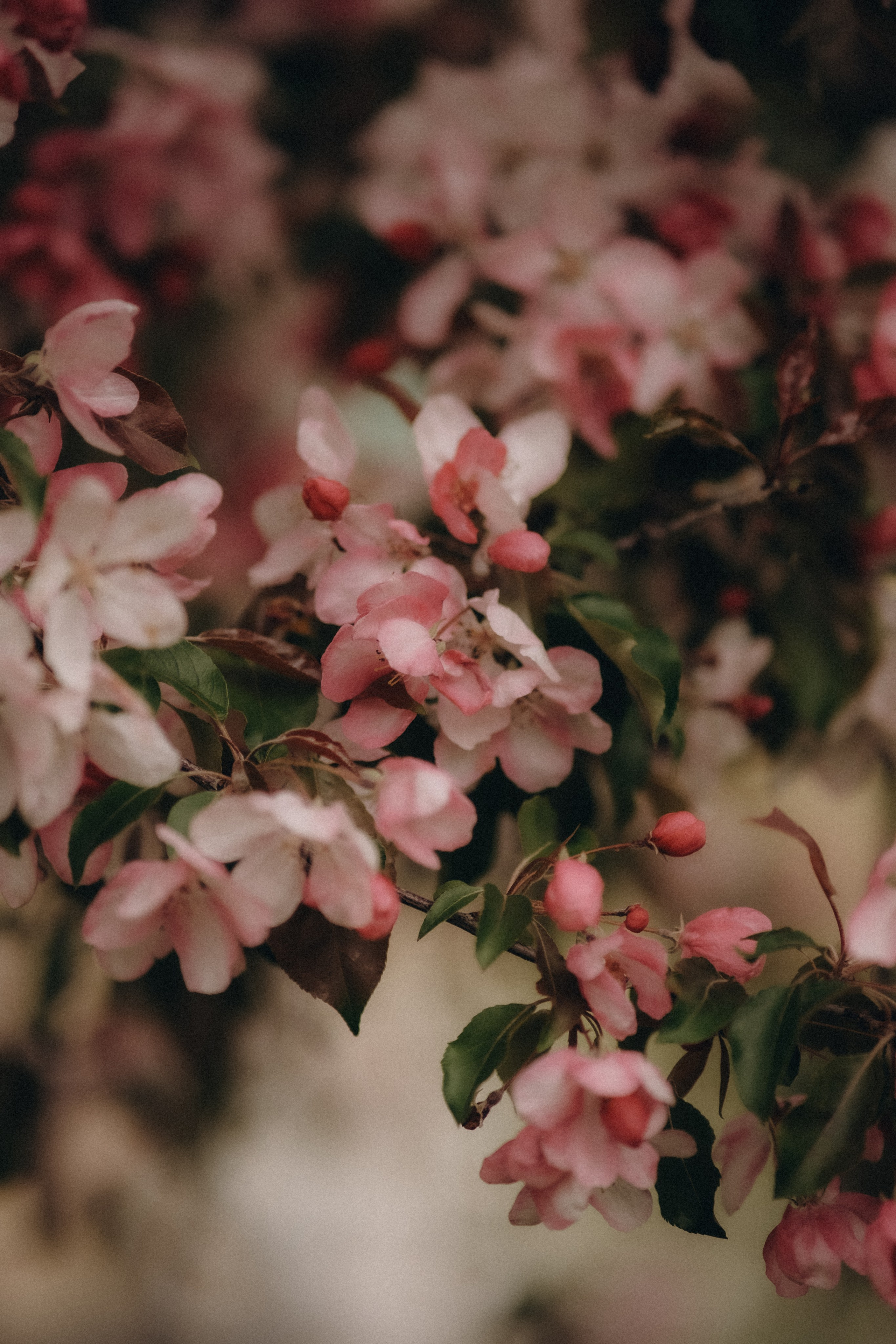 Весенний город. Свадебный и семейный фотограф в Москве Инника Кетлер