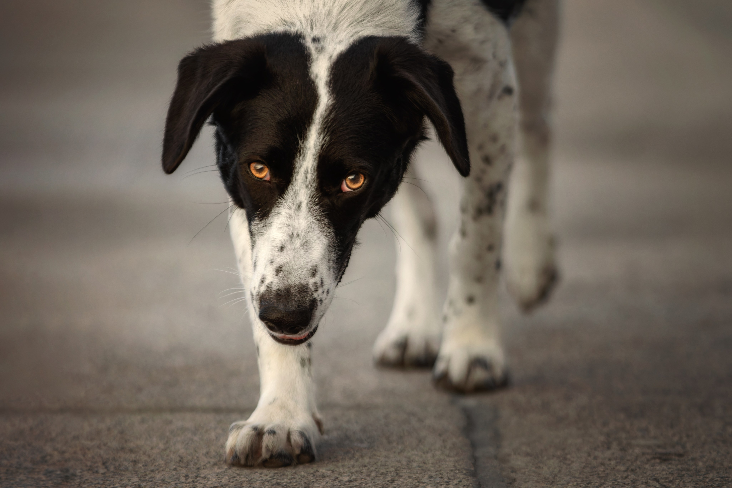 Фотопрогулка в переменчивую питерскую погоду с Луной. Фотограф-анималист Юлия Зубкова