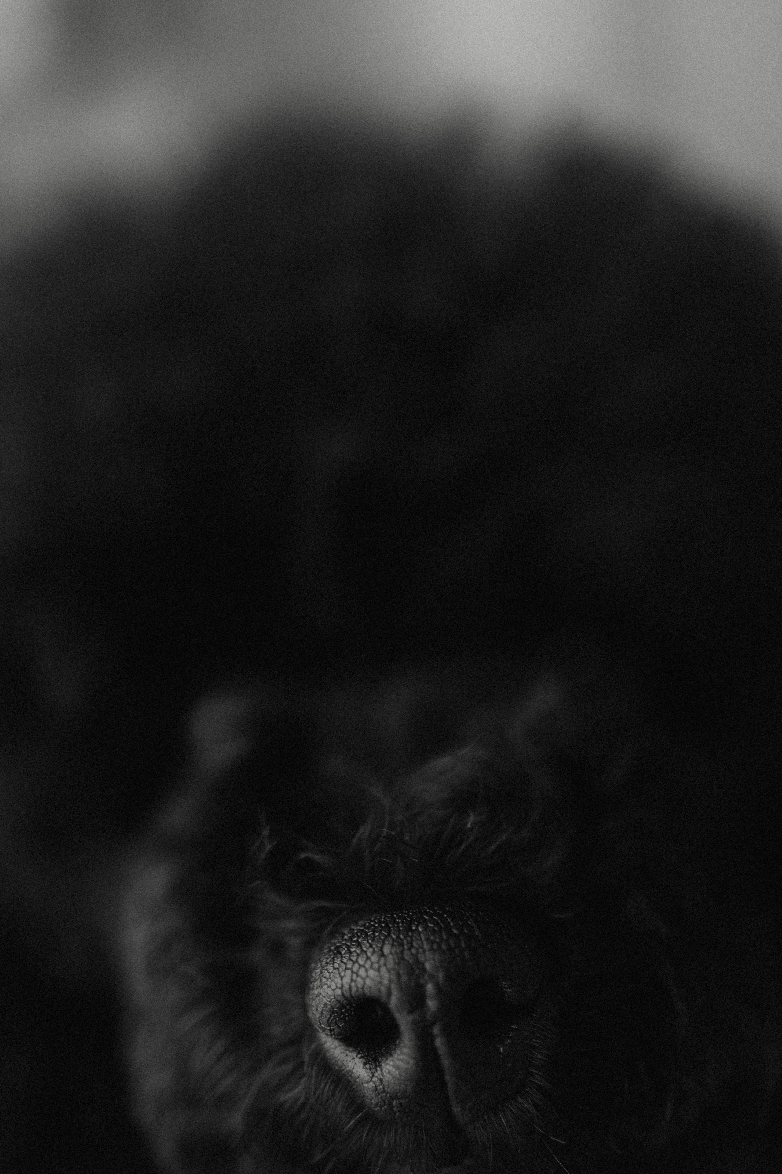 Полина и Мия. Фотораф — анималист Мария Шистка