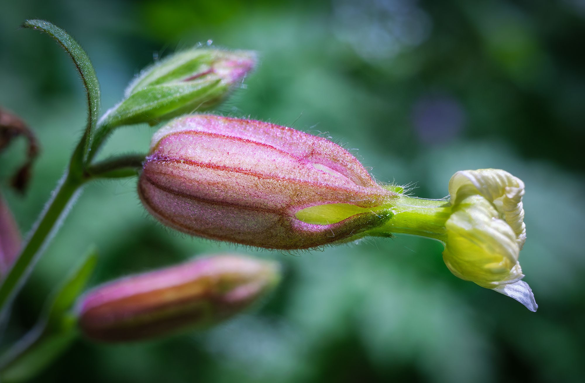 Свадебный фотограф в Геленджике