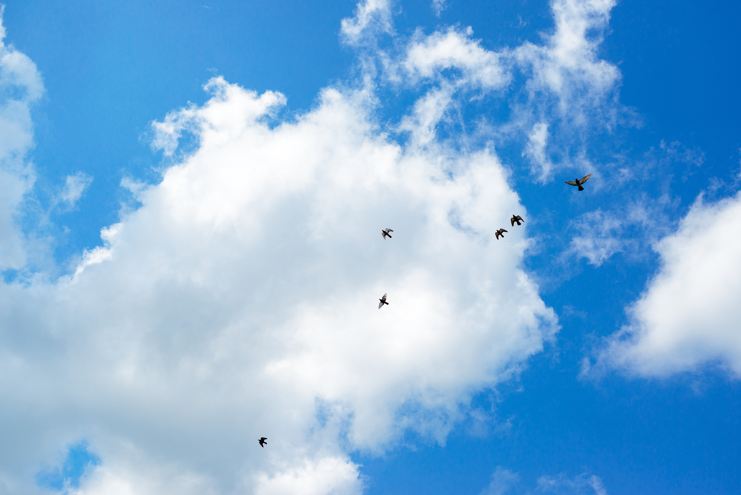 Павол и Виктория. Свадебный фотограф в Минске и Жлобине Светлана Карпович