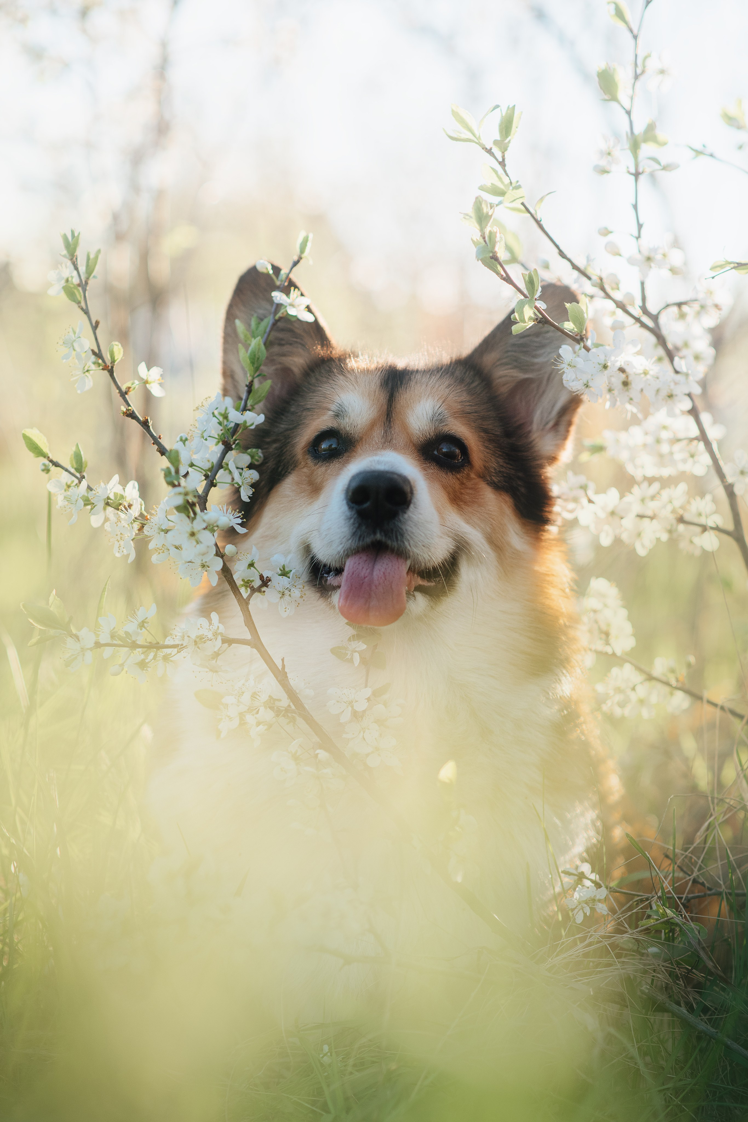 Трисс — 29.04.2024. Фотограф — Анималист | Анна Абрамова