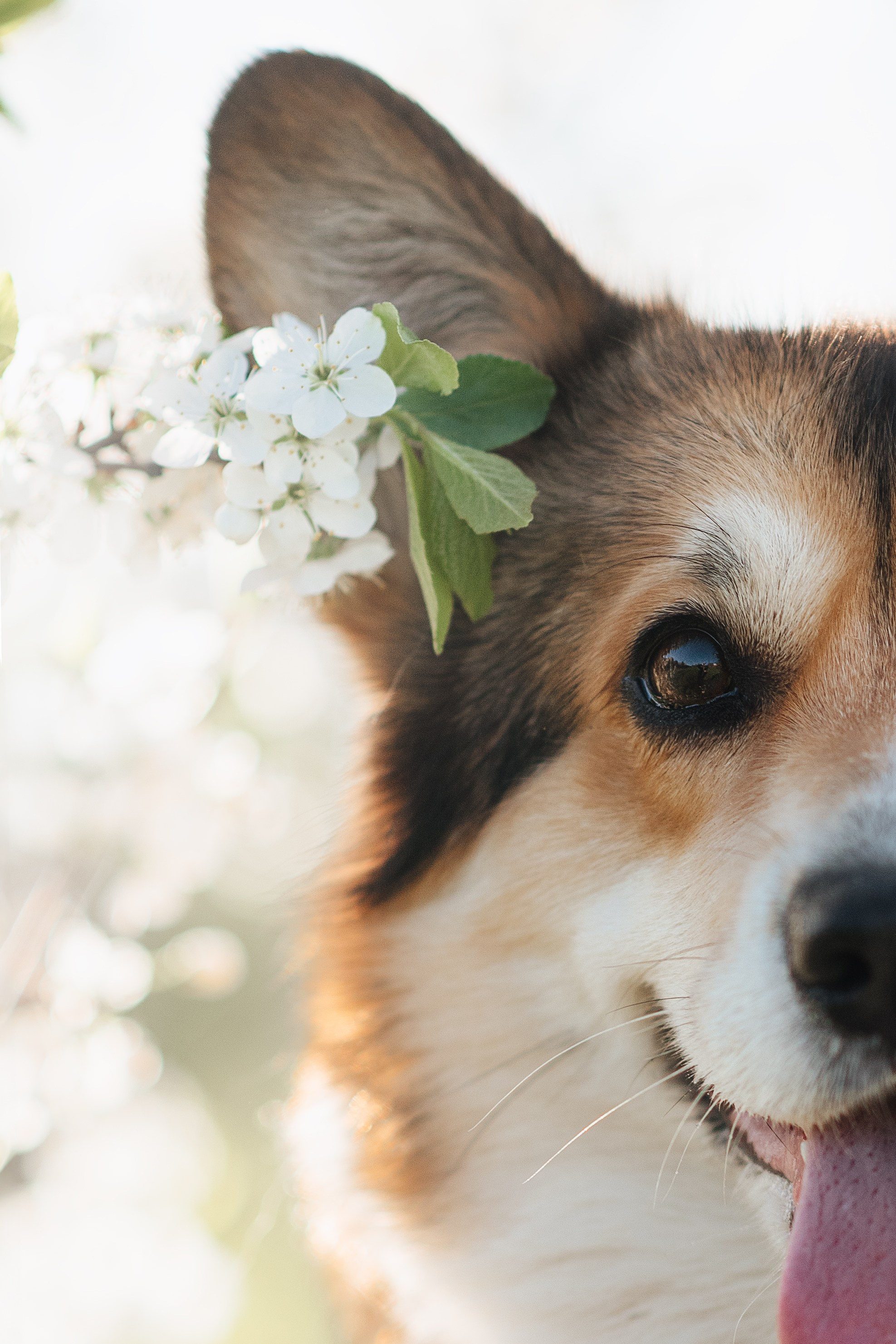 Трисс — 29.04.2024. Фотограф — Анималист | Анна Абрамова