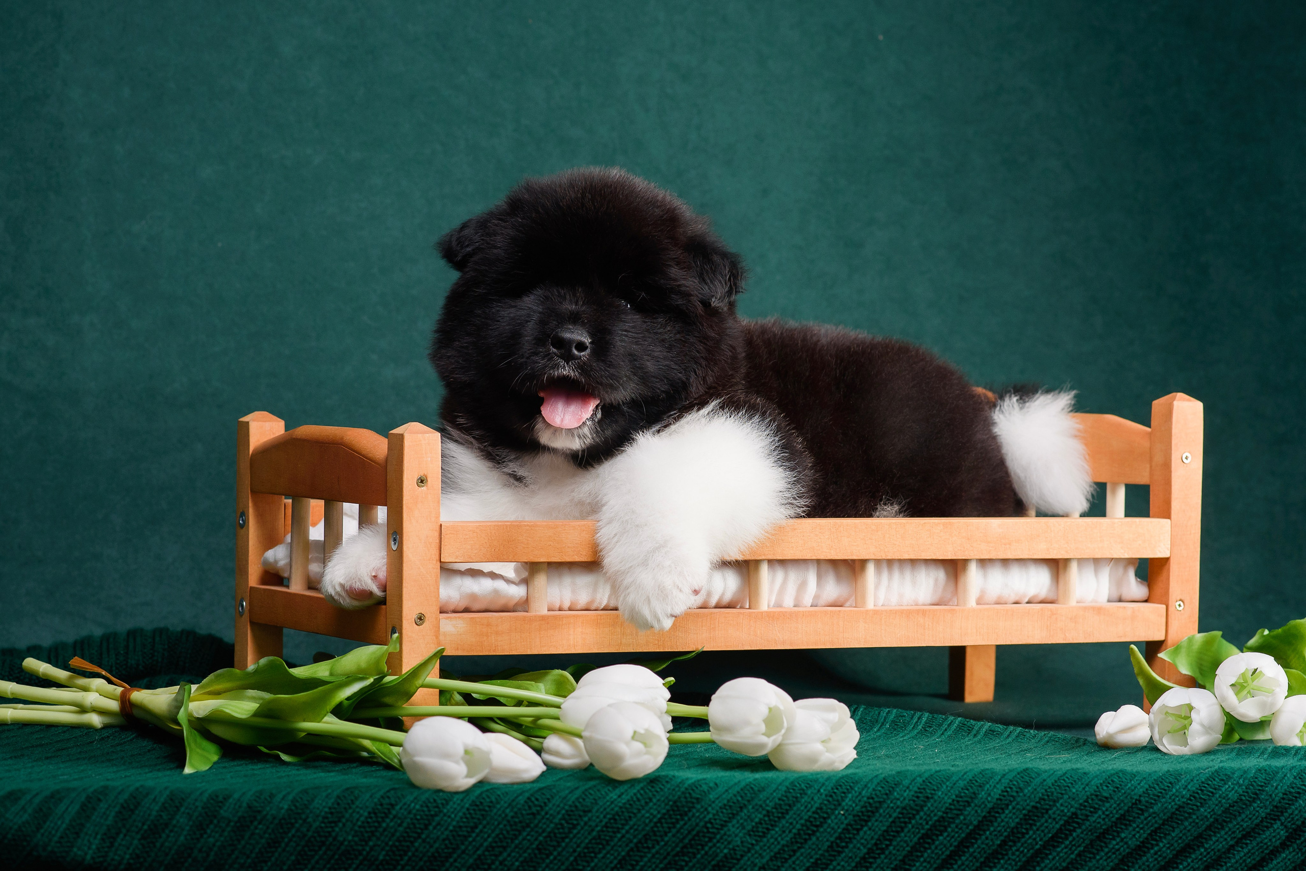 Щенки Американской Акиты. Фотограф — Анималист | Анна Абрамова
