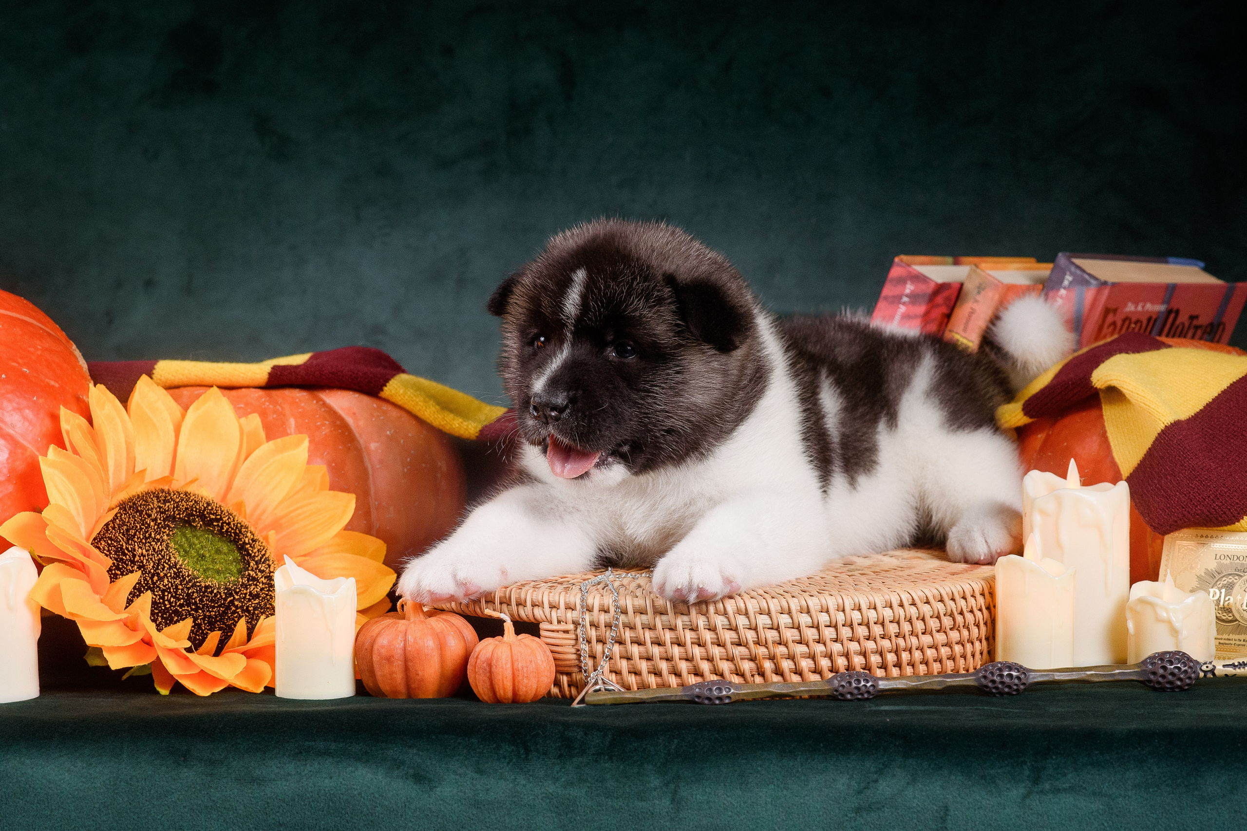 Щенки Американской Акиты — 04.11.2024. Фотограф — Анималист | Анна Абрамова