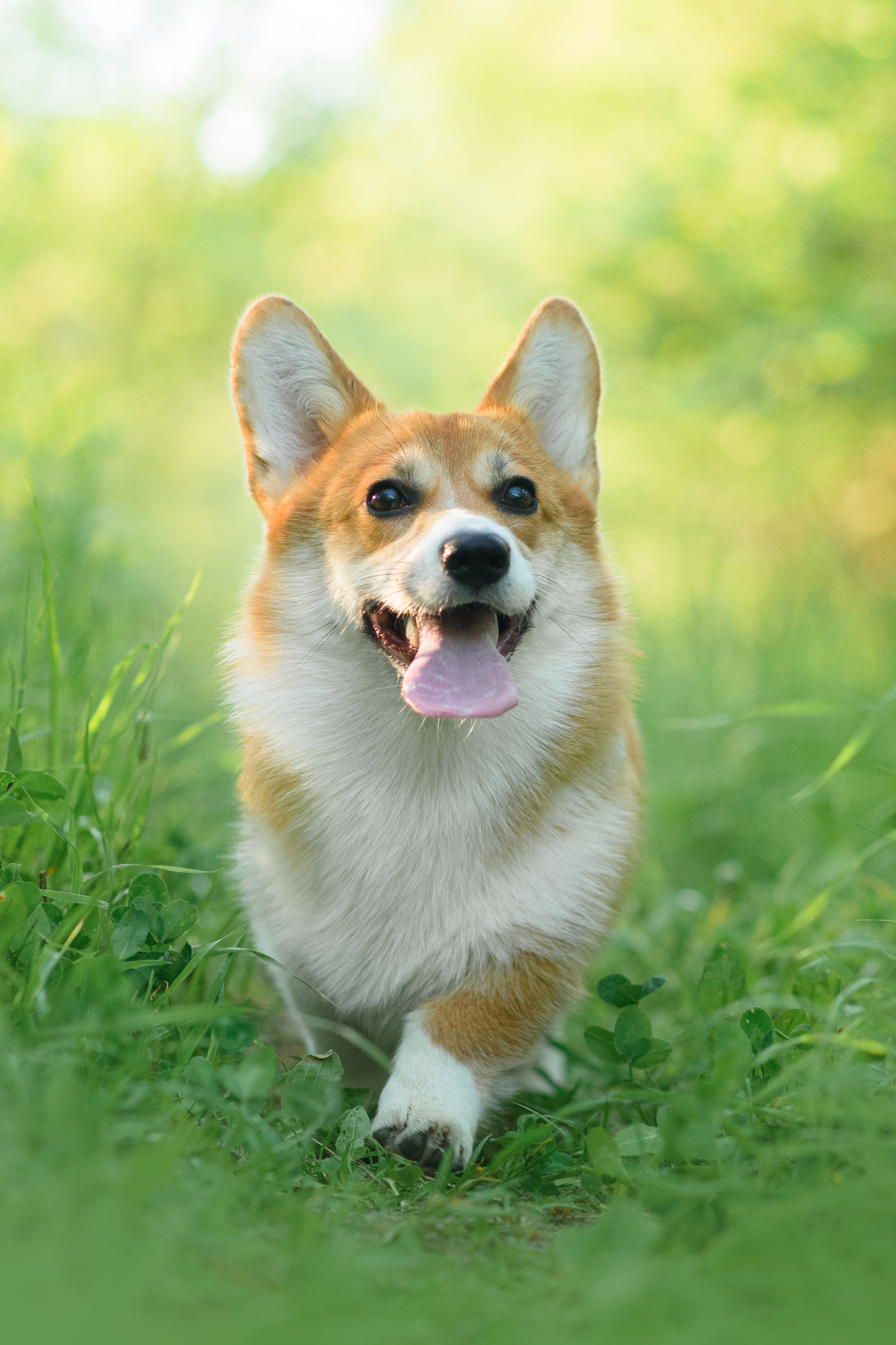 Синнабон — 25.05.2024. Фотограф — Анималист | Анна Абрамова