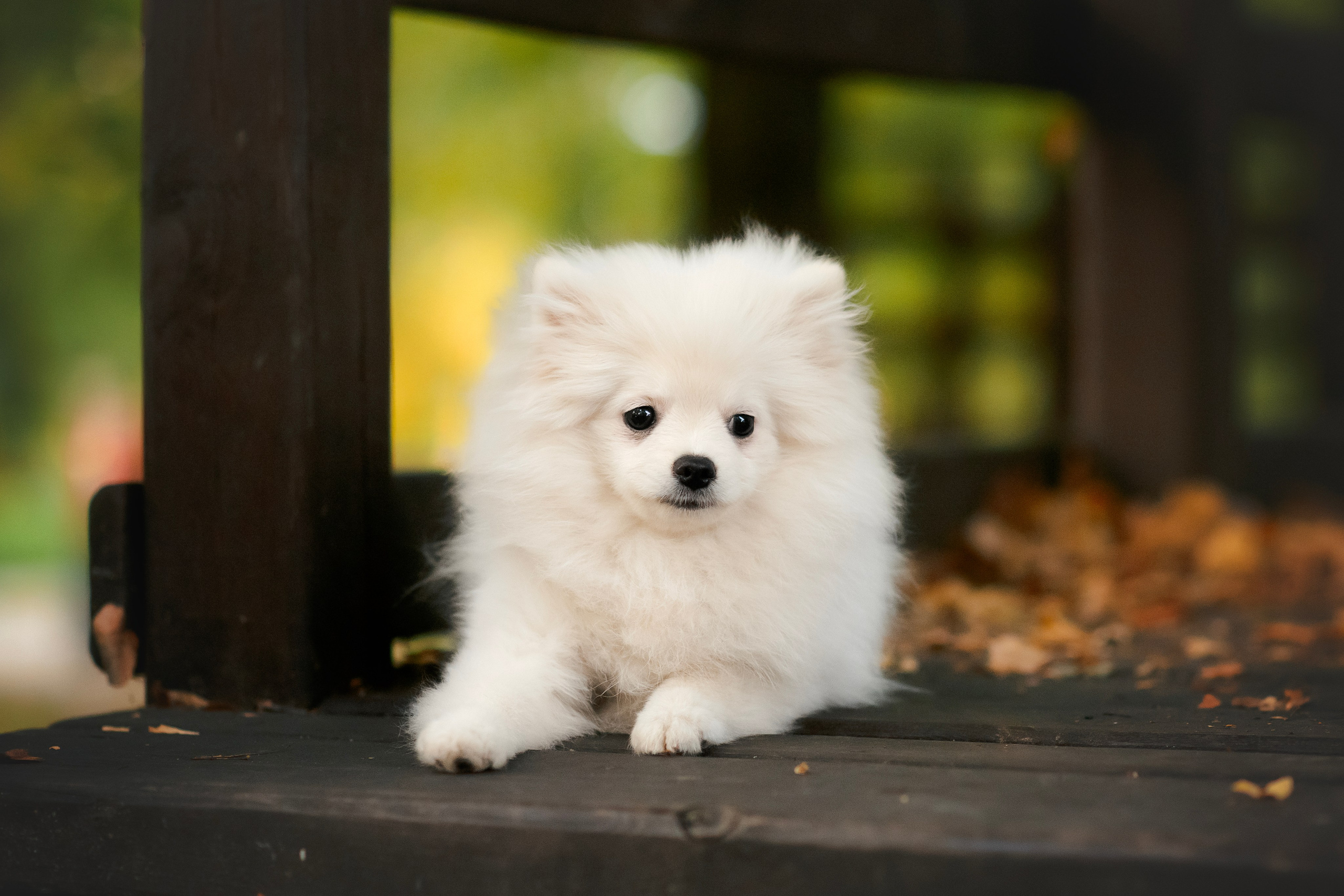 Малый немецкий шпиц — 18.09.2025. Фотограф — Анималист | Анна Абрамова