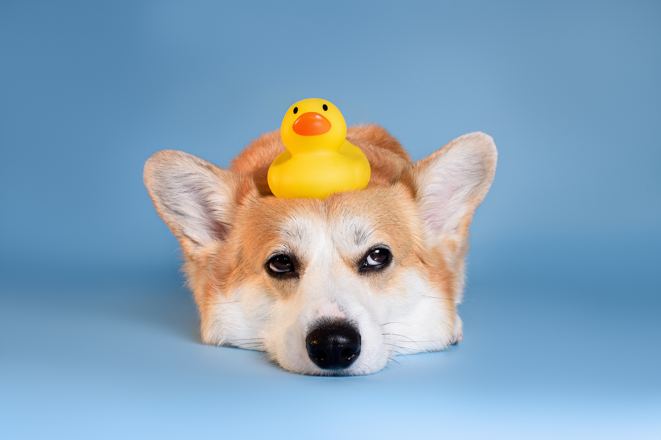 Лея съемка на однотонном фоне — 2024. Фотограф — Анималист | Анна Абрамова