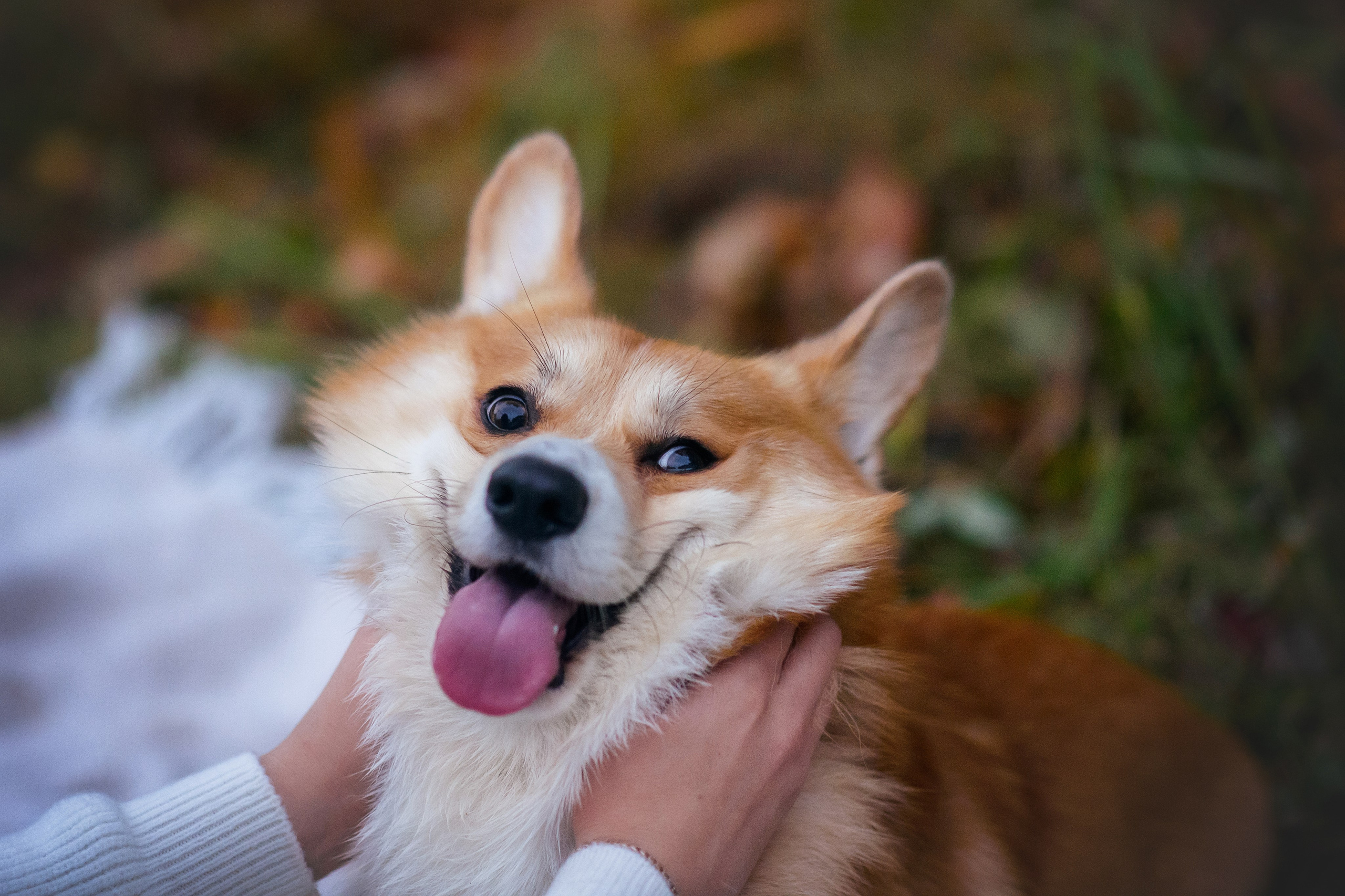 Женя и Феникс — 05.10.2024. Фотограф — Анималист | Анна Абрамова