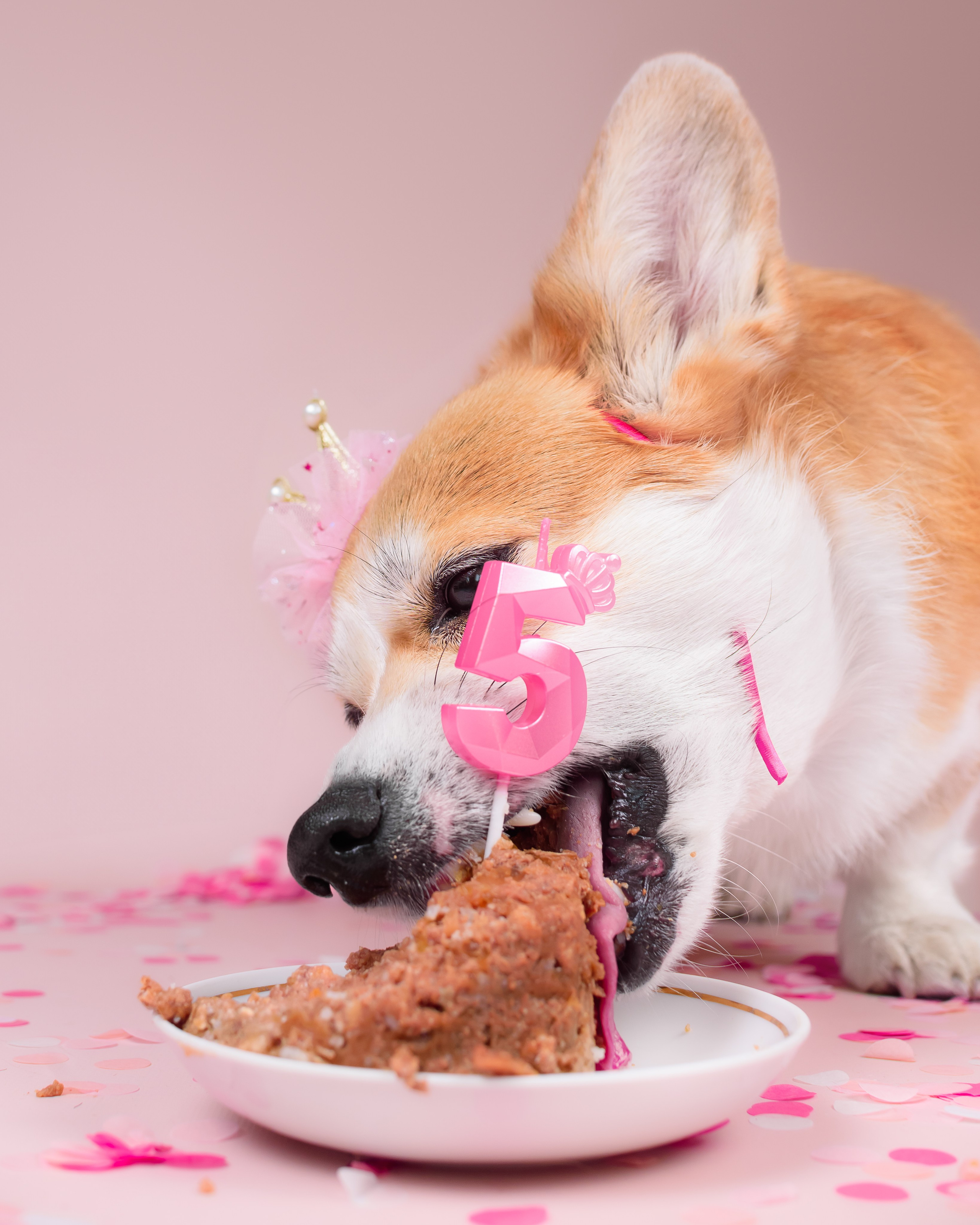 Лея ДР — 25.05.2024. Фотограф — Анималист | Анна Абрамова