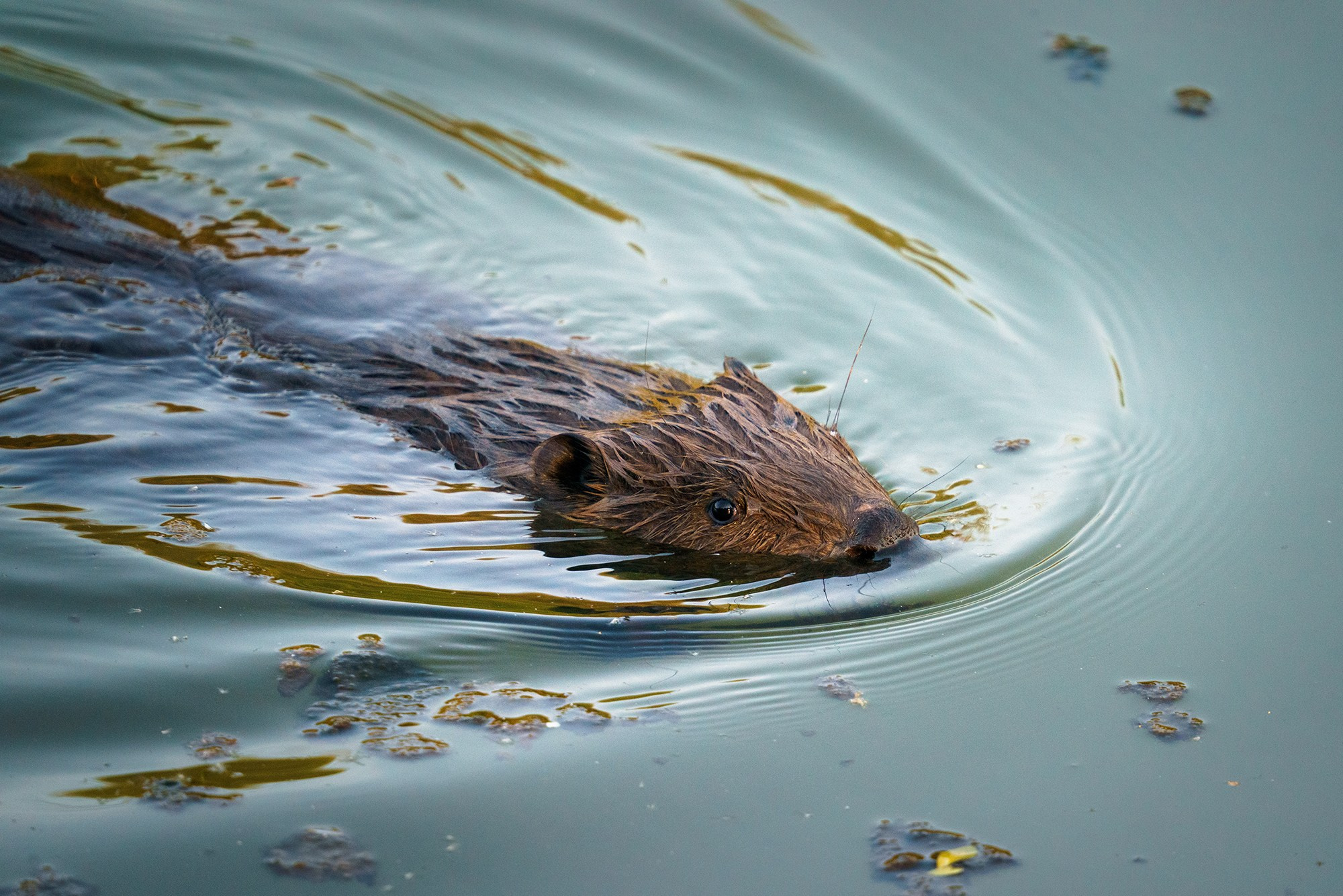 Животные. Ваш личный фотограф Марина Волкова