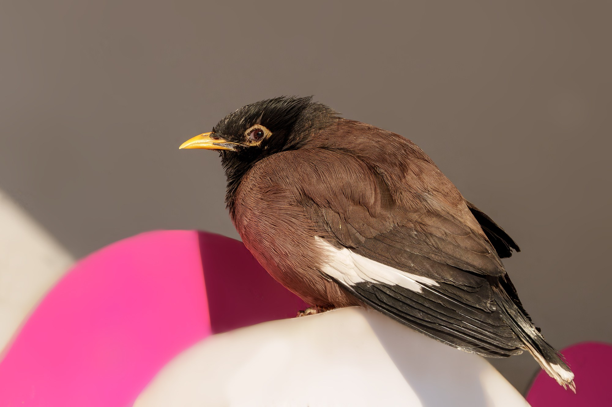 Удивительные мир птиц. Вокруг нас столько прекрасного — присмотритесь!. Ваш личный фотограф Марина Волкова