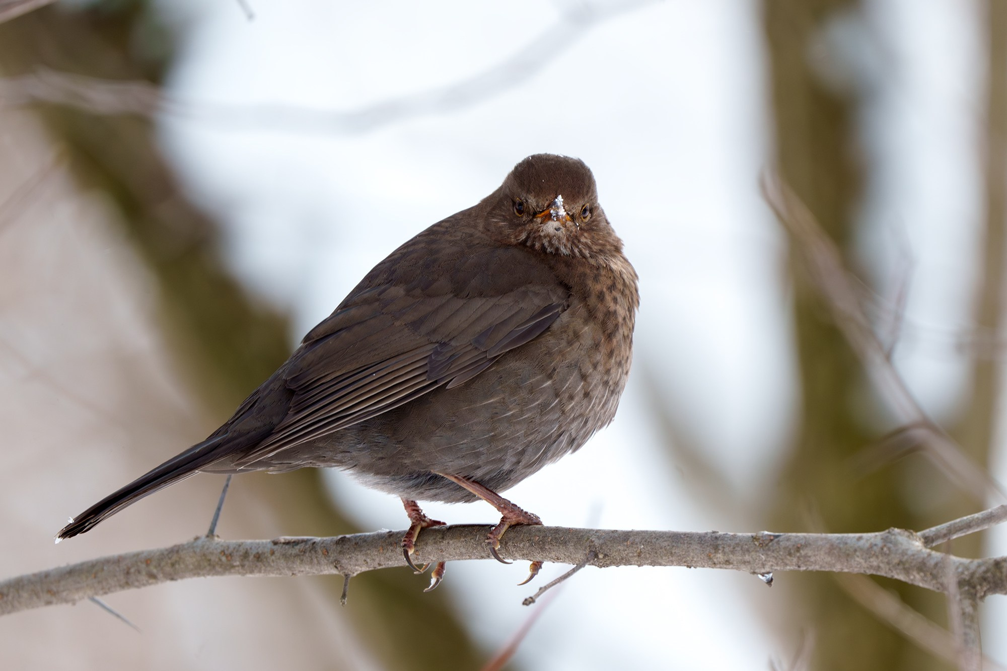 Удивительные мир птиц. Вокруг нас столько прекрасного — присмотритесь!. Ваш личный фотограф Марина Волкова