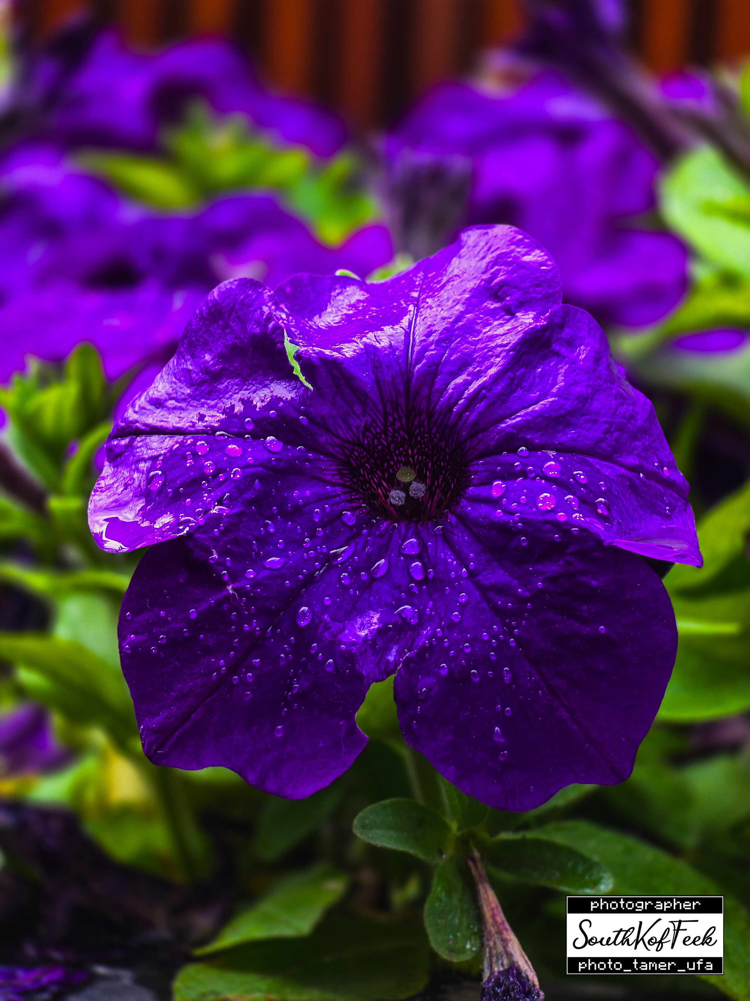 Цветы?. Photo Tamer Ufa