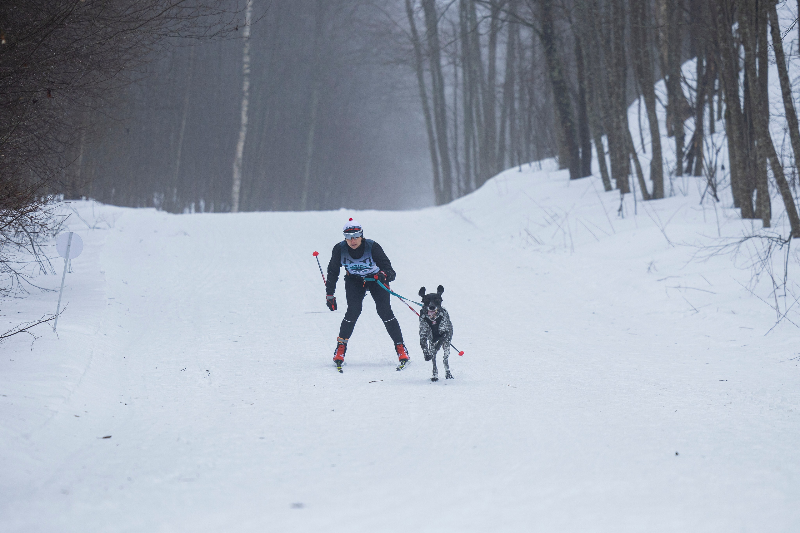 Зимний Чемпионат Санкт-Петербурга по ездовому спорту. Фотограф-анималист Анна Маринич