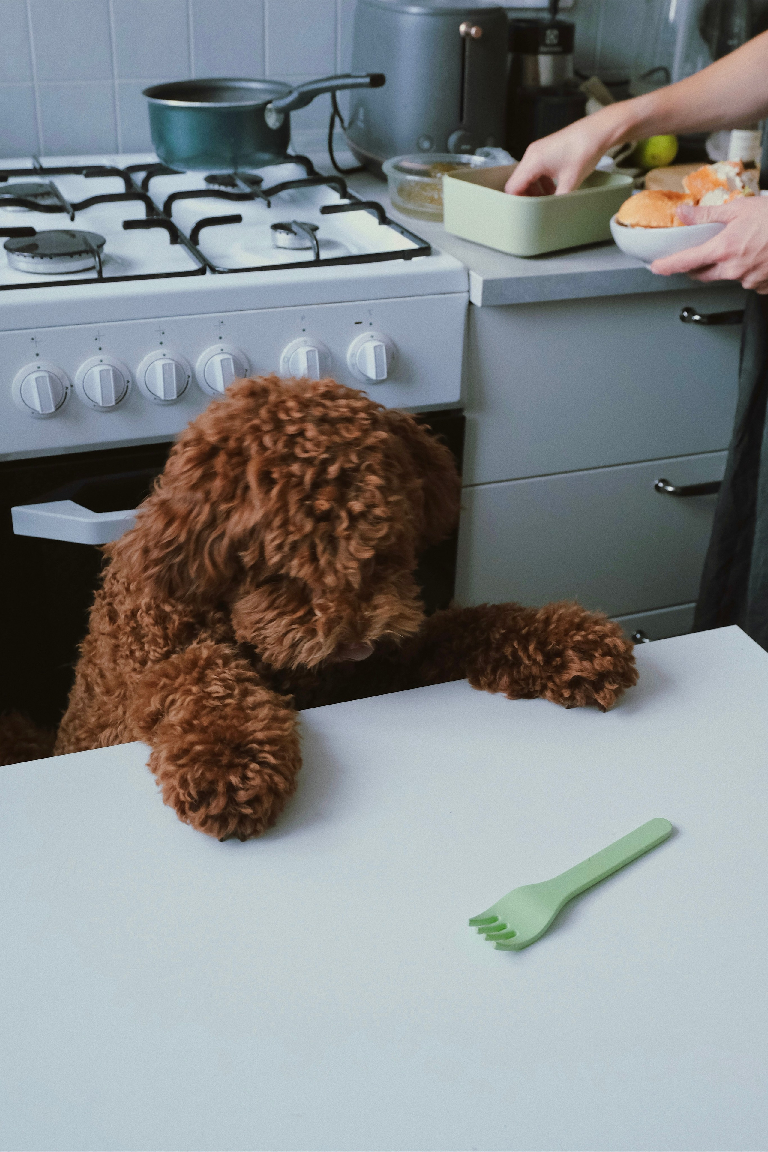 Питомцы. Татьян гертье