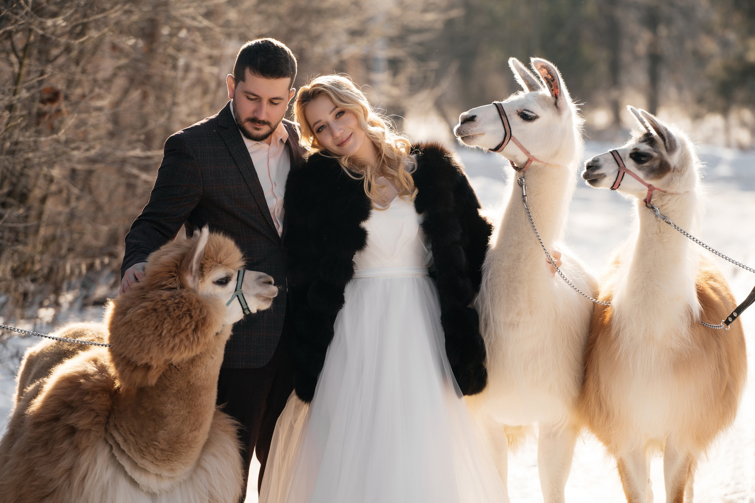 Шоу с Ламой. Подрядчики и друзья сети свадебных площадок House for wedding