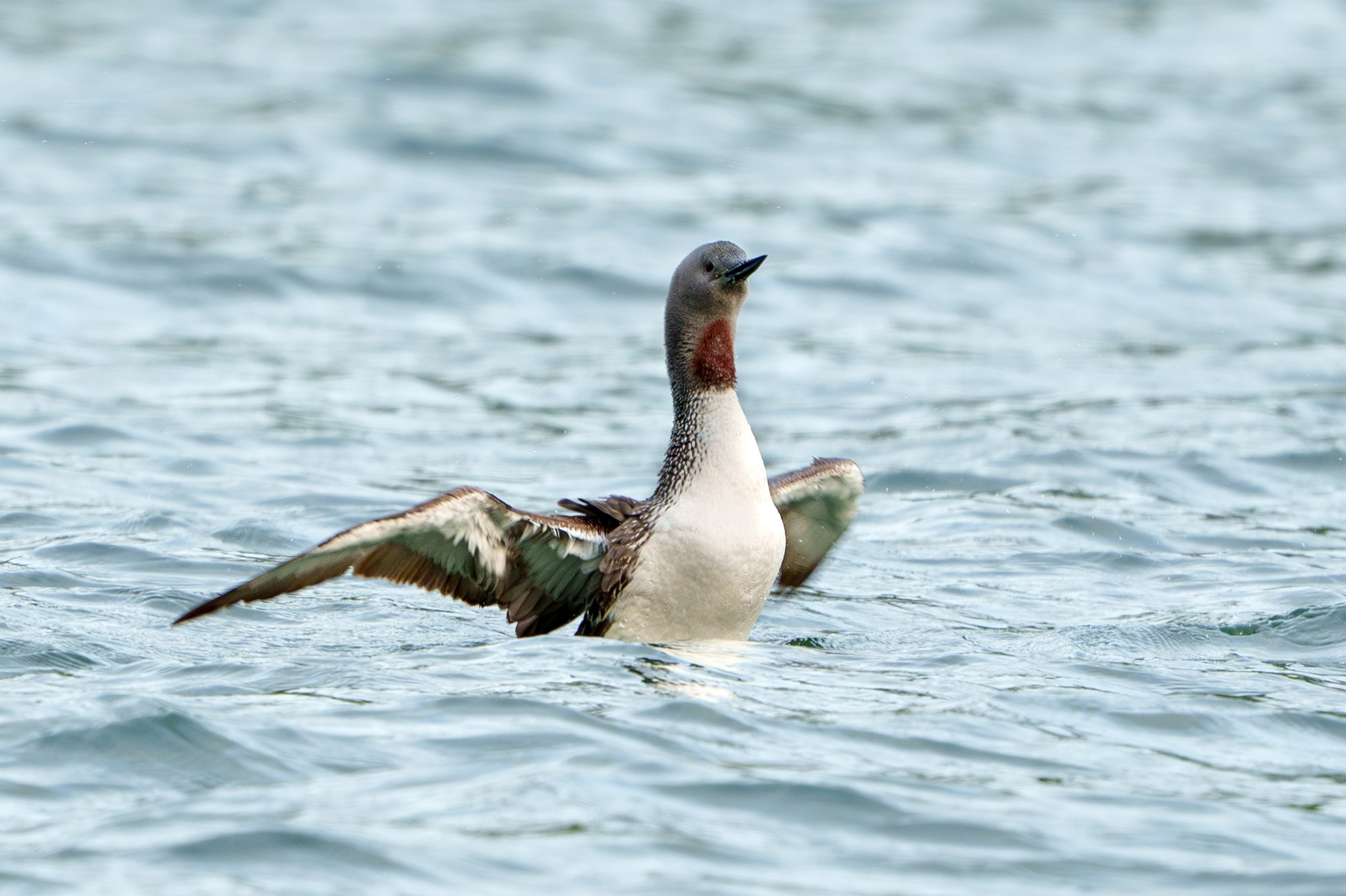 Удивительные мир птиц. Вокруг нас столько прекрасного — присмотритесь!. Ваш личный фотограф Марина Волкова