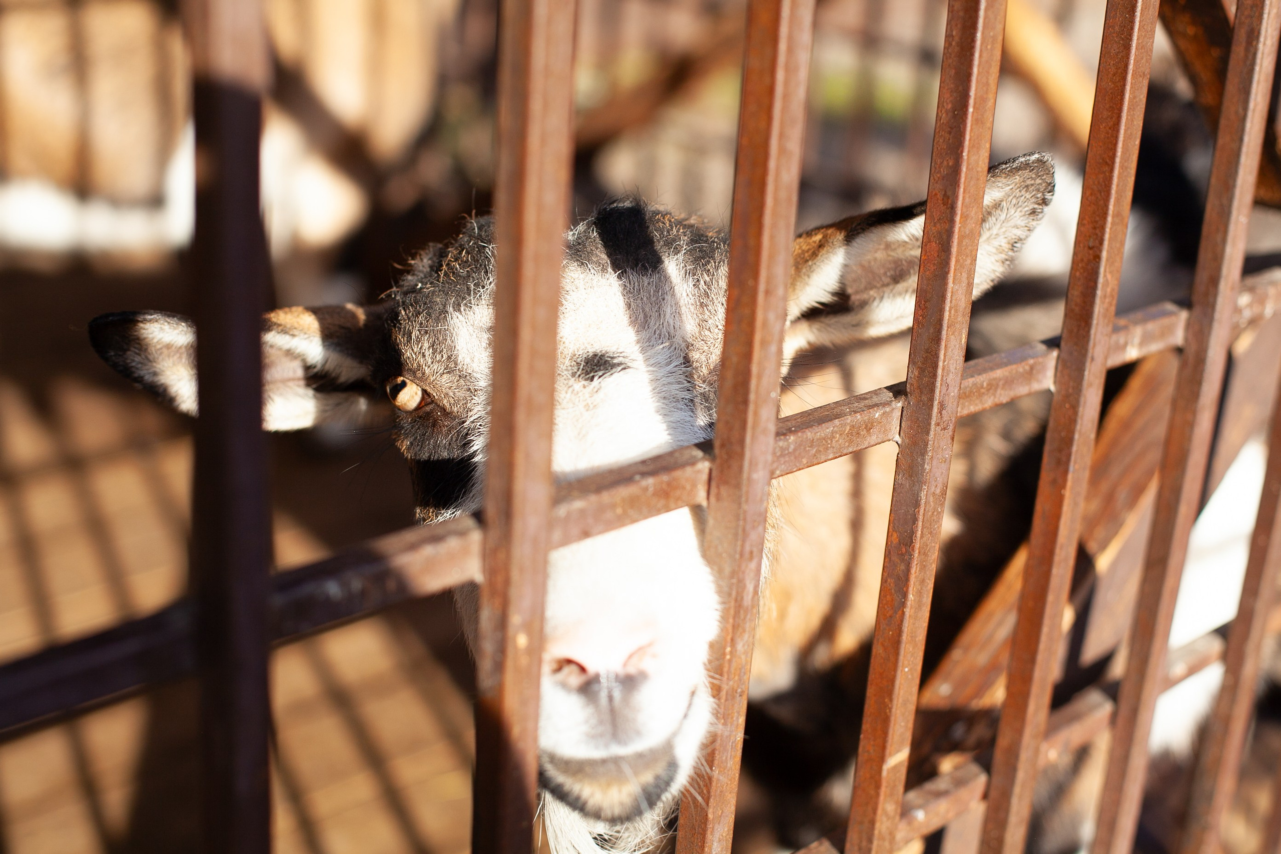 Сады Мечты. Контент для сайта. Фотограф Дарья Локотко в Красноярске