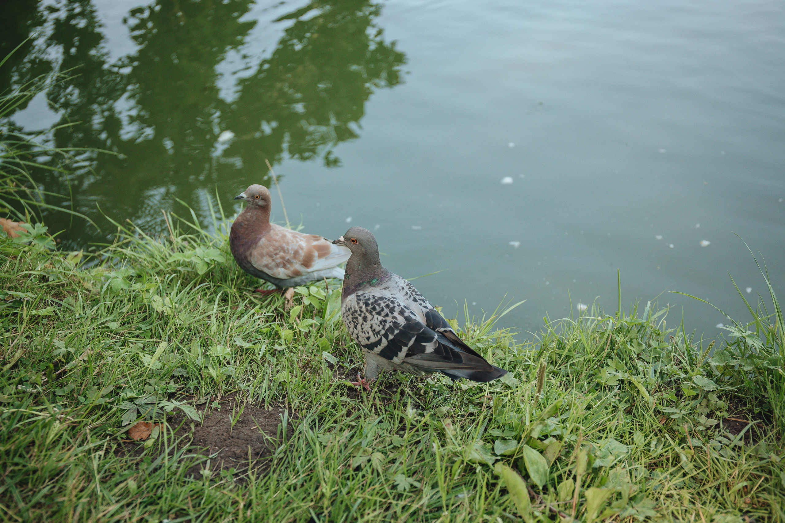 Диана. Свадебный и семейный фотограф Пушкин Царское Село СПБ Питер Санкт-Петербург и Рязань Ольга Козлова