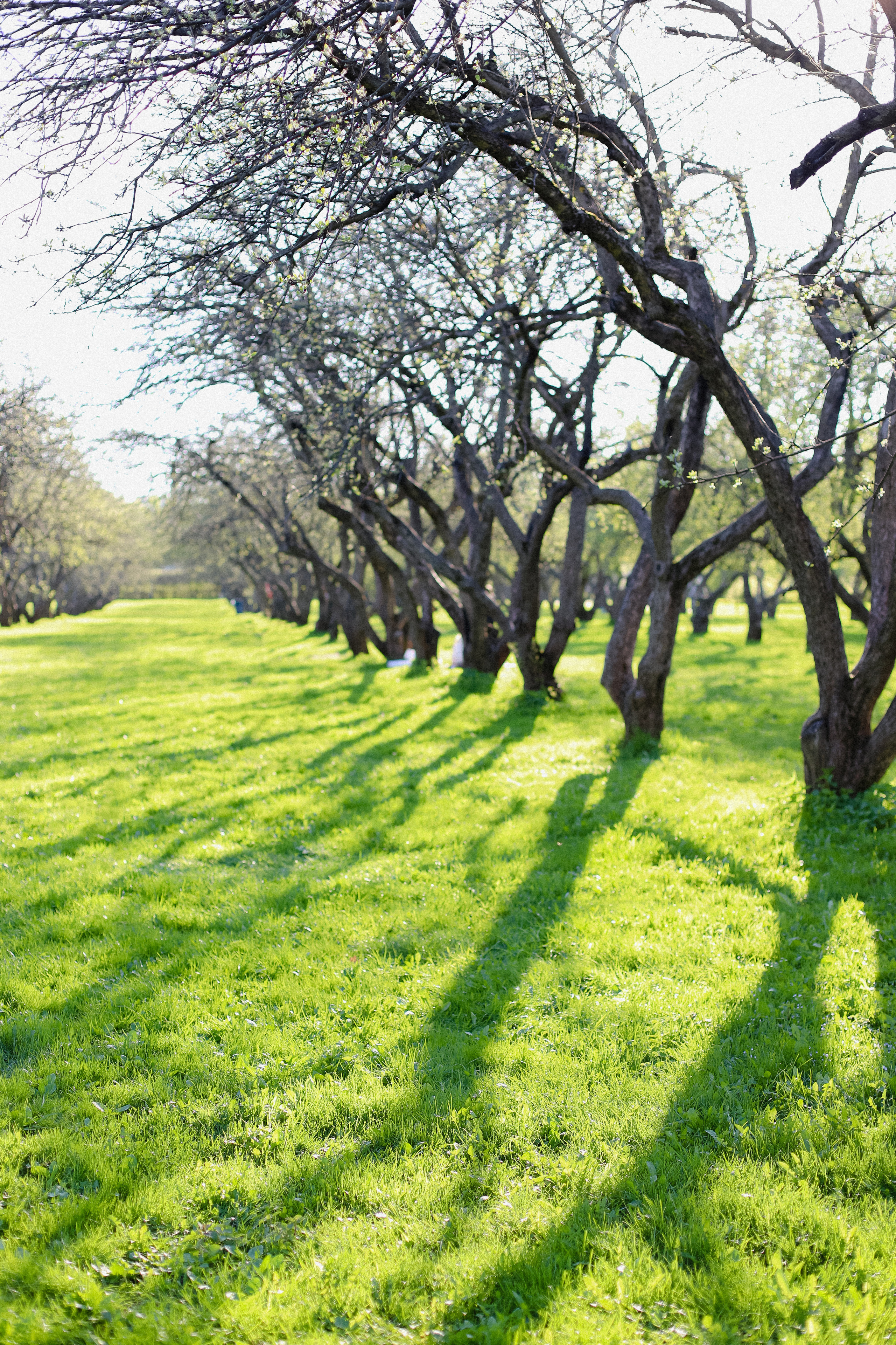 Вечер в Коломенском. Фотограф в Алматы и Москве Даша Пушкина