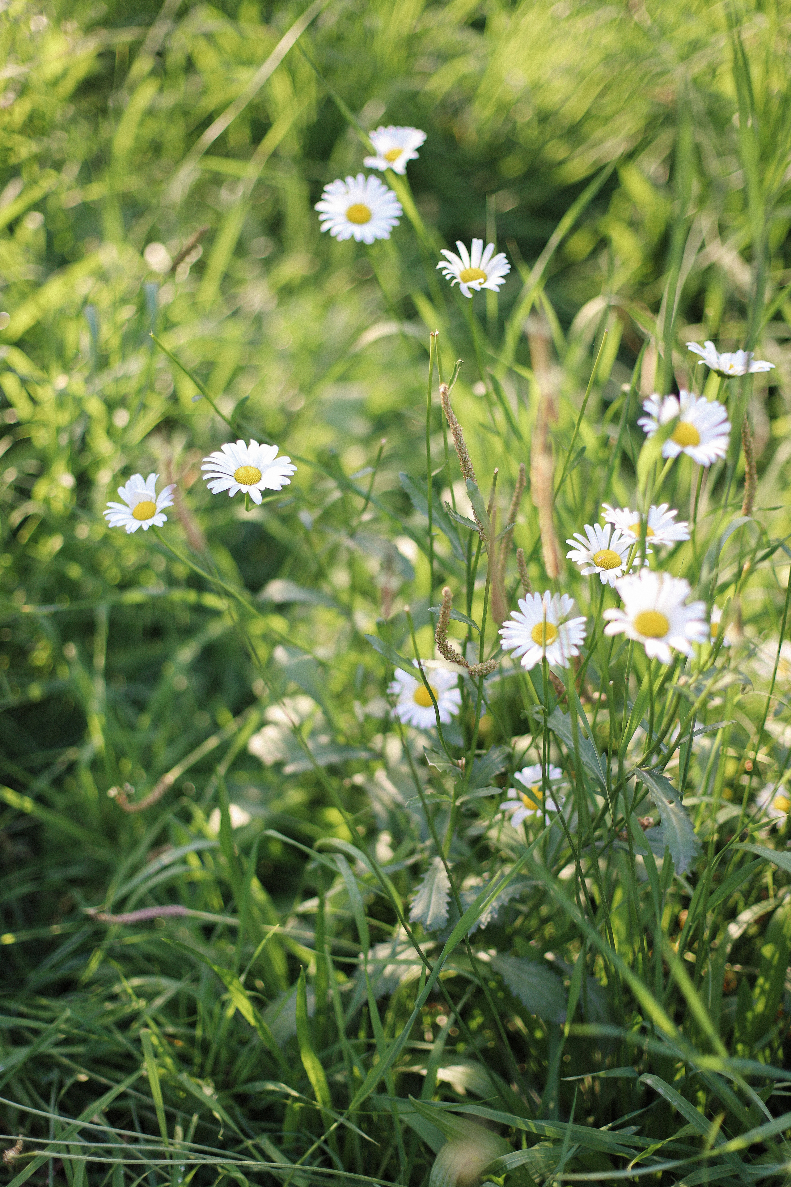 Закат в ботсаду. Фотограф в Алматы и Москве Даша Пушкина