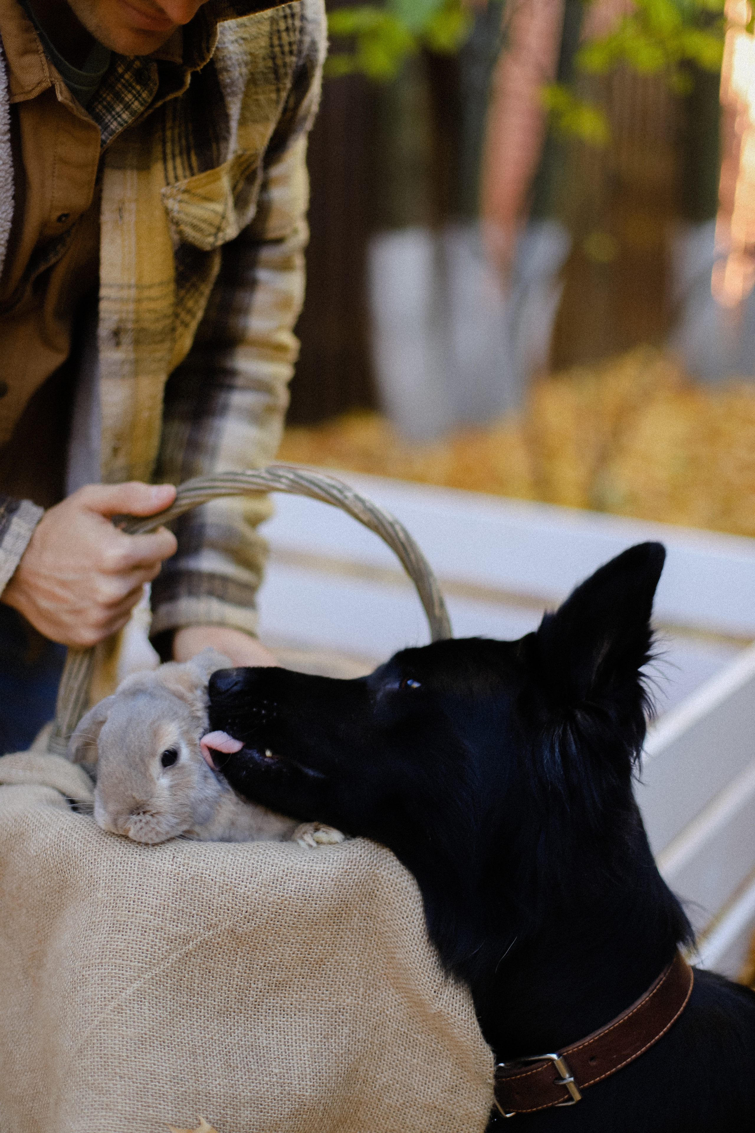 Few Horses осень. Фотограф в Алматы и Москве Даша Пушкина