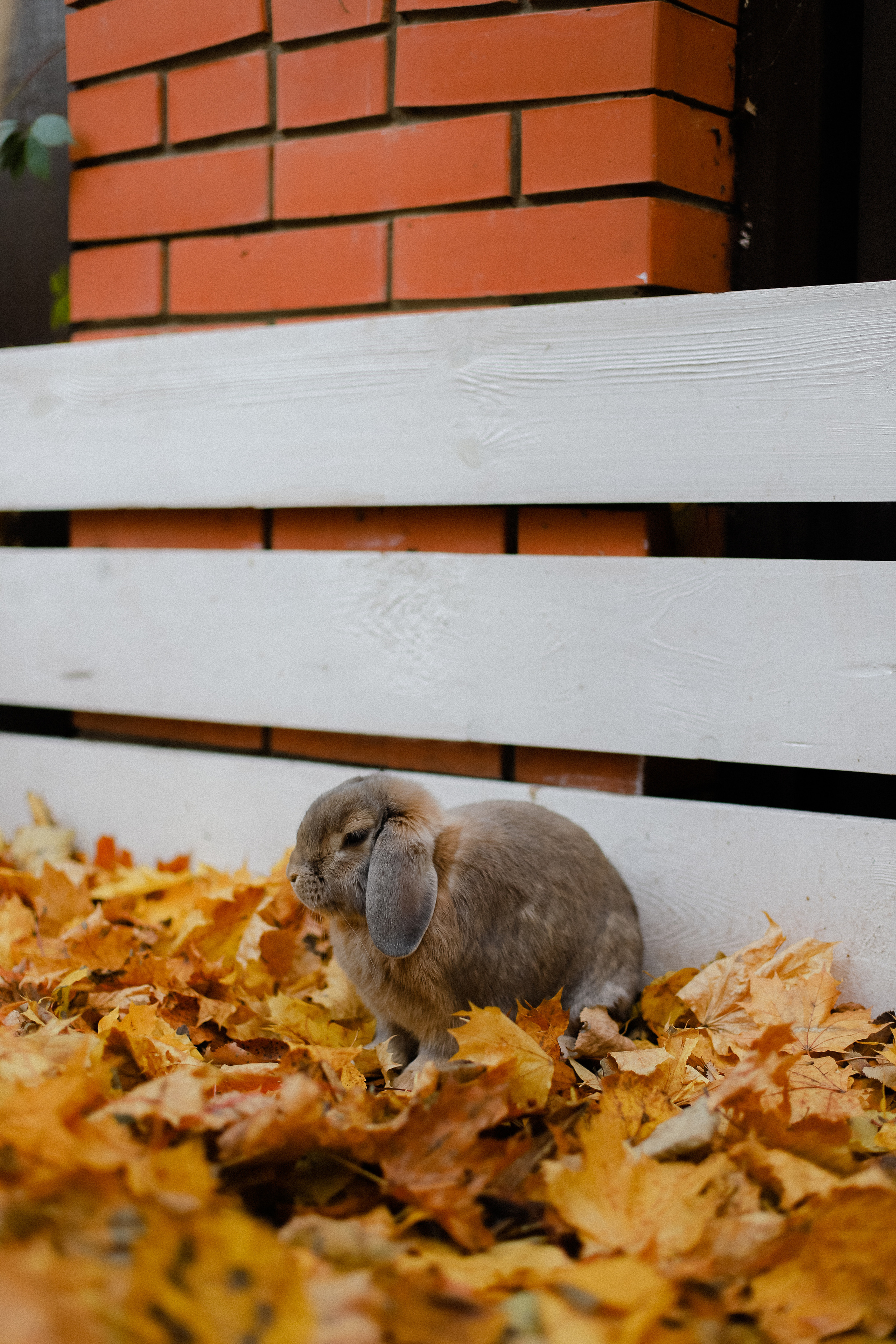 Few Horses осень. Фотограф в Алматы и Москве Даша Пушкина