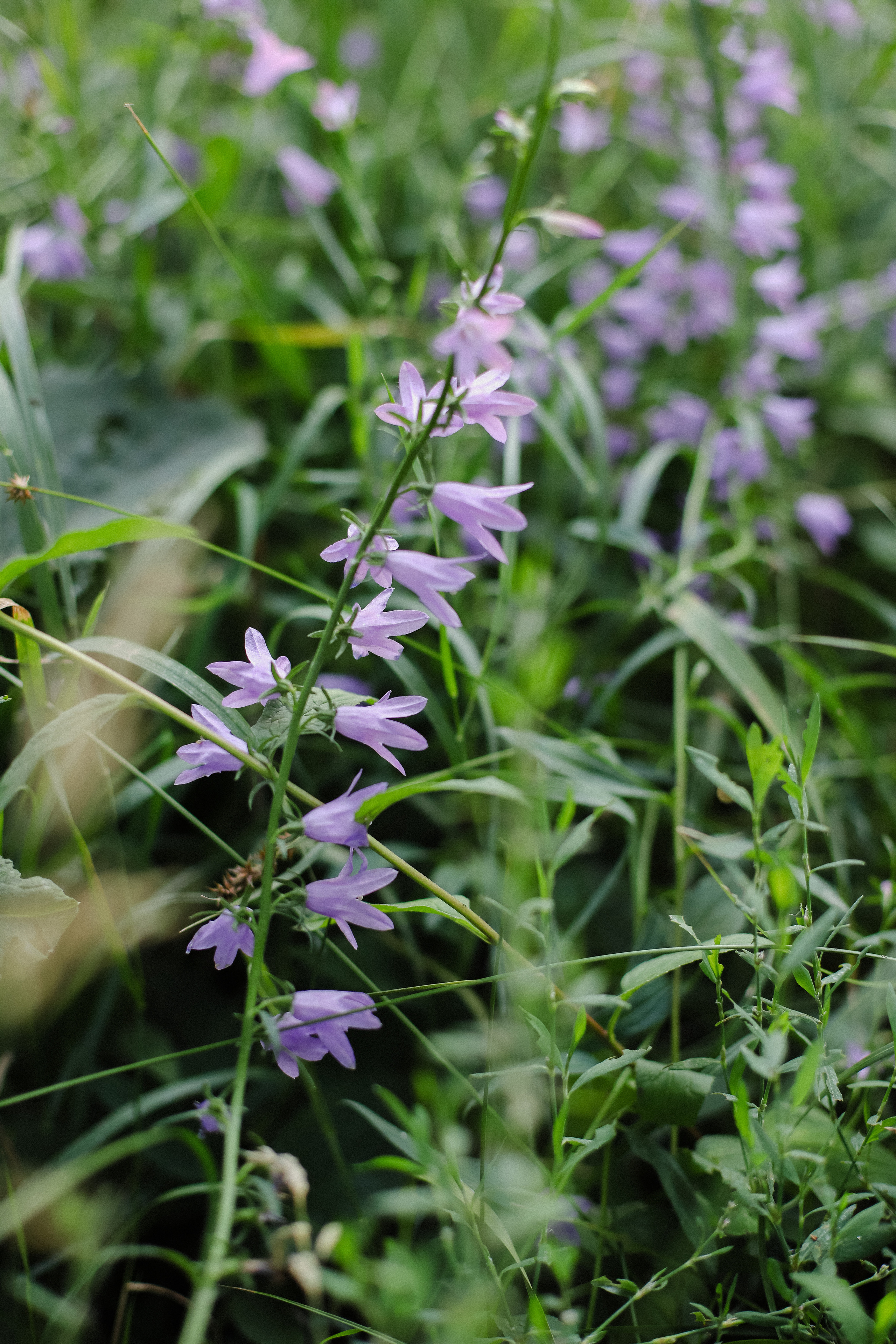 Нурсултан и Гулим. Фотограф в Алматы и Москве Даша Пушкина