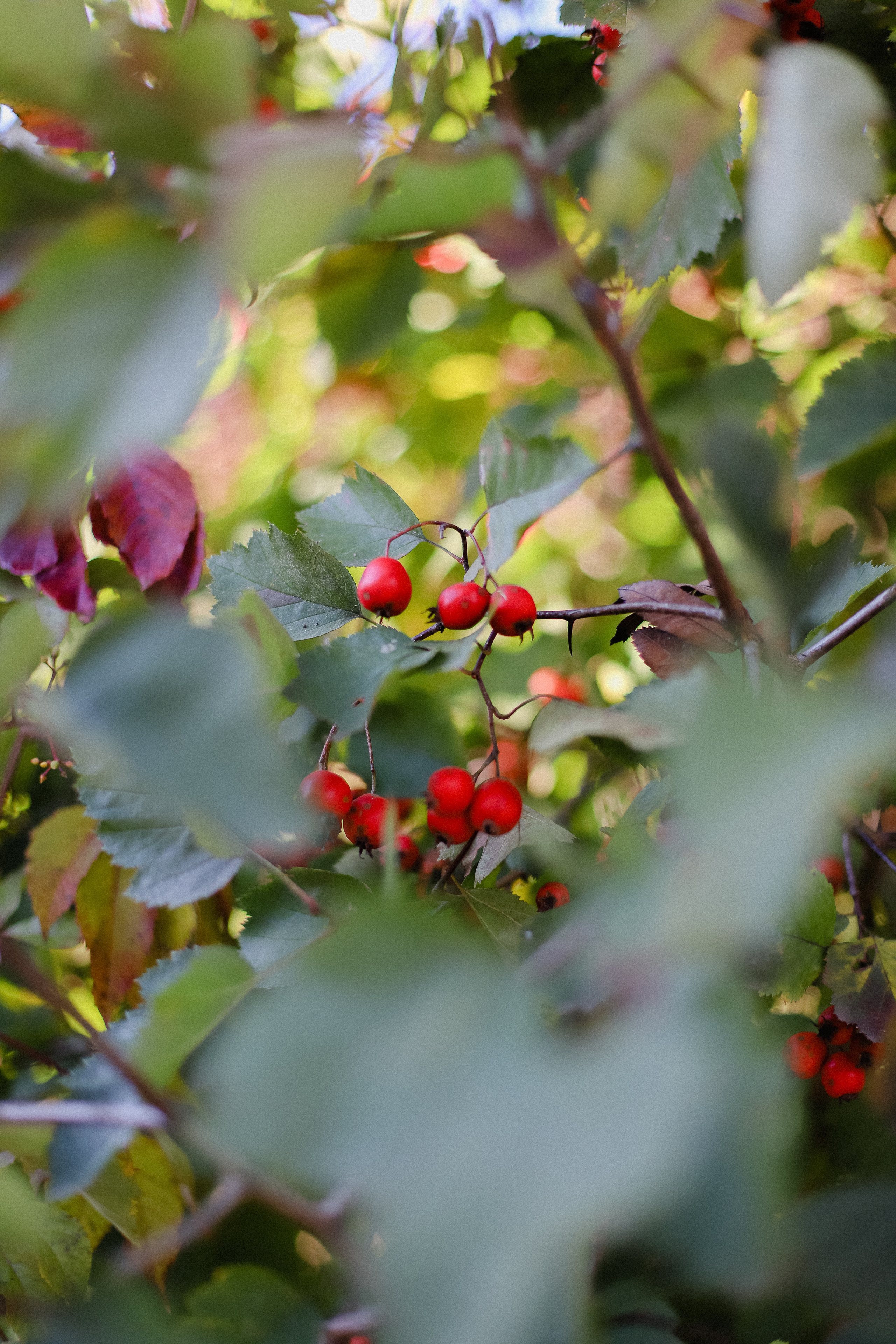Few Horses осень. Фотограф в Алматы и Москве Даша Пушкина