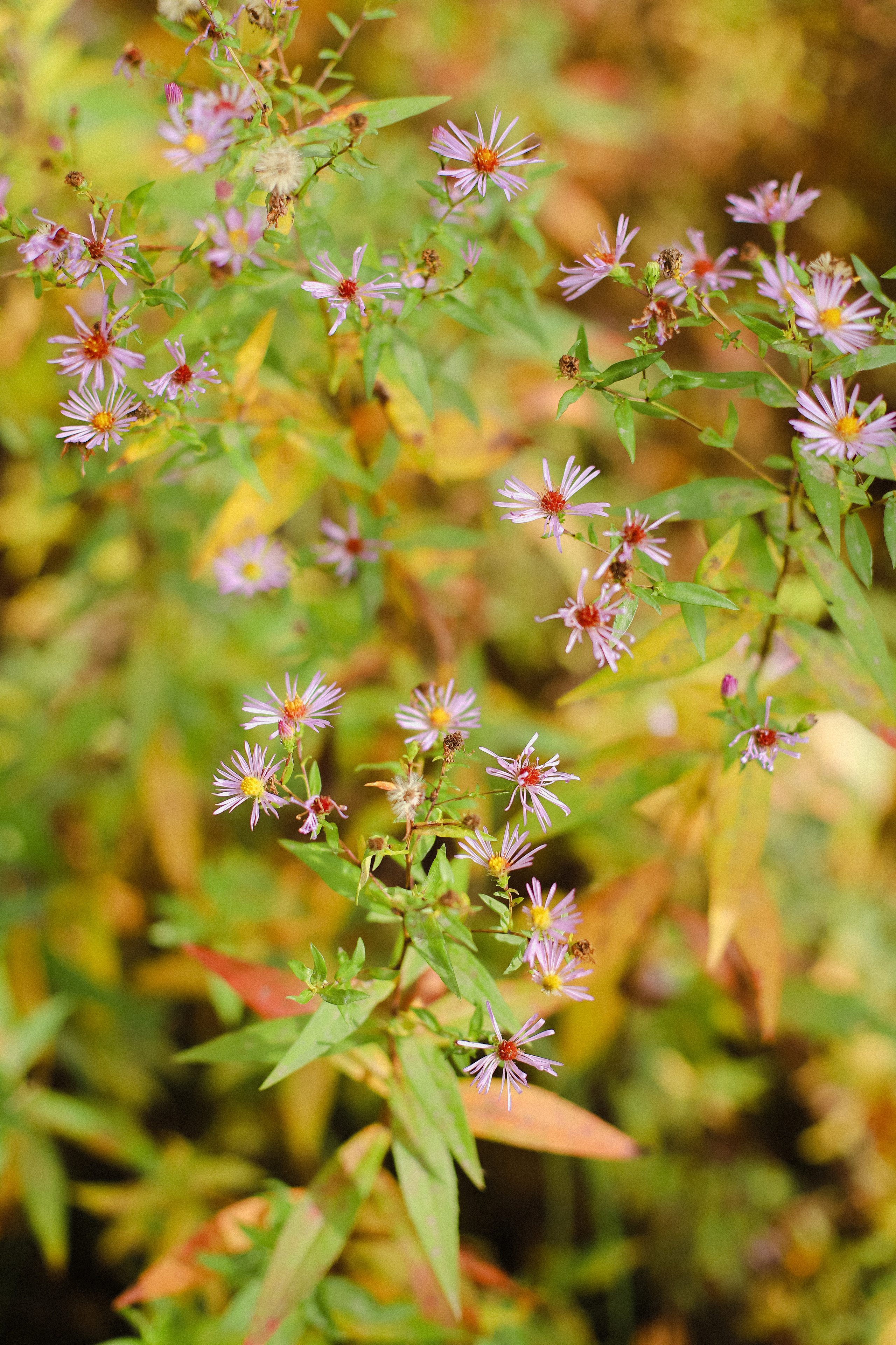 Прогулка в лесу. Фотограф в Алматы и Москве Даша Пушкина