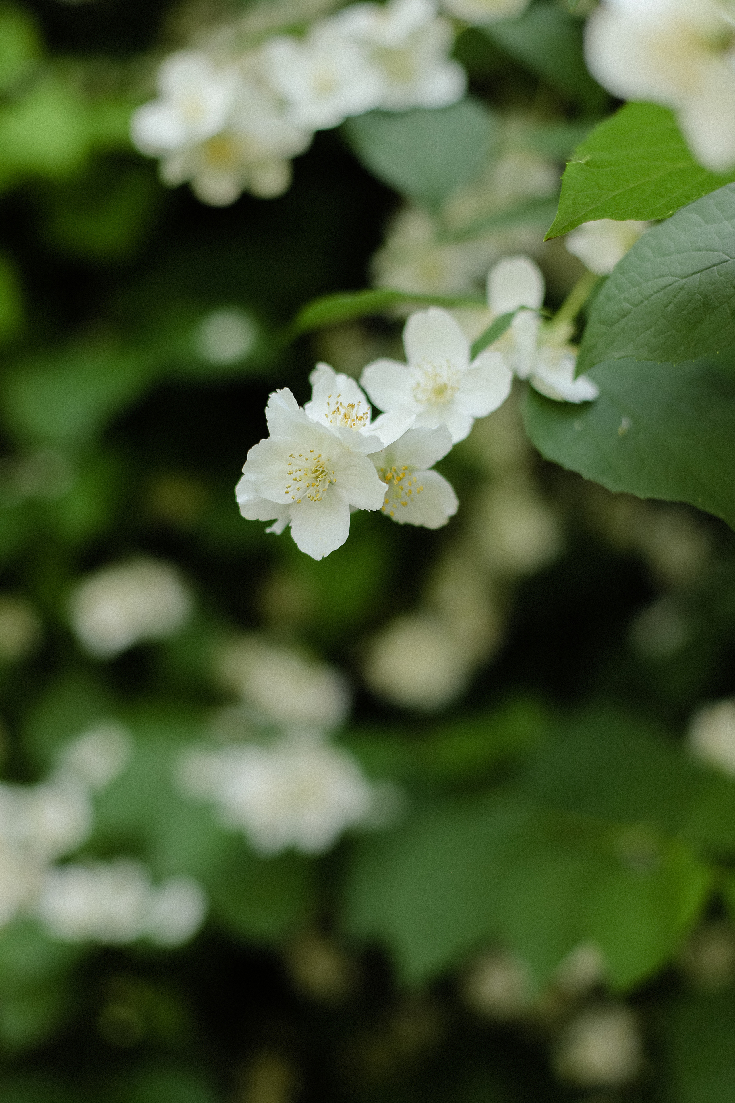 Жасмин. Фотограф в Алматы и Москве Даша Пушкина