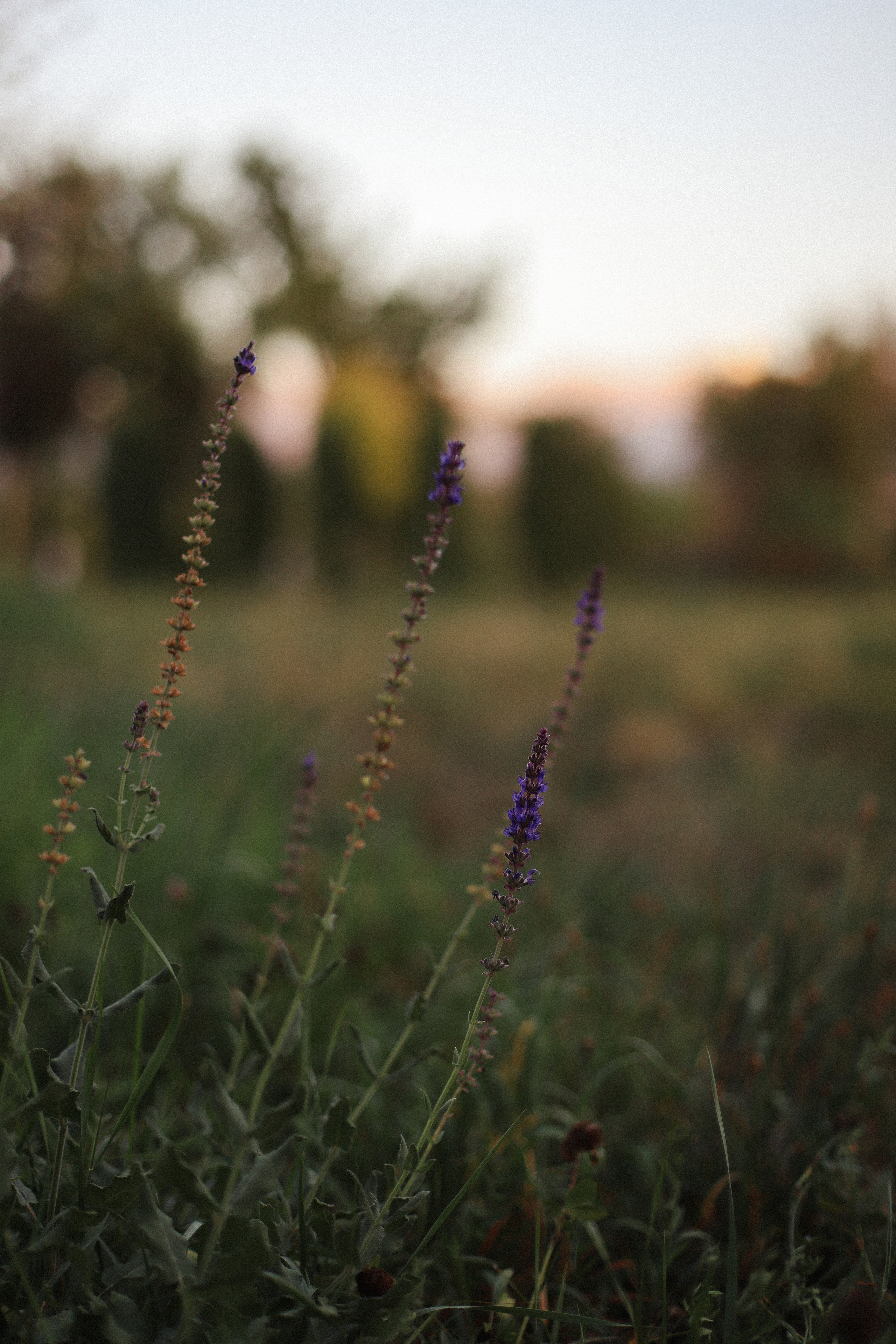 Закат в ботсаду. Фотограф в Алматы и Москве Даша Пушкина