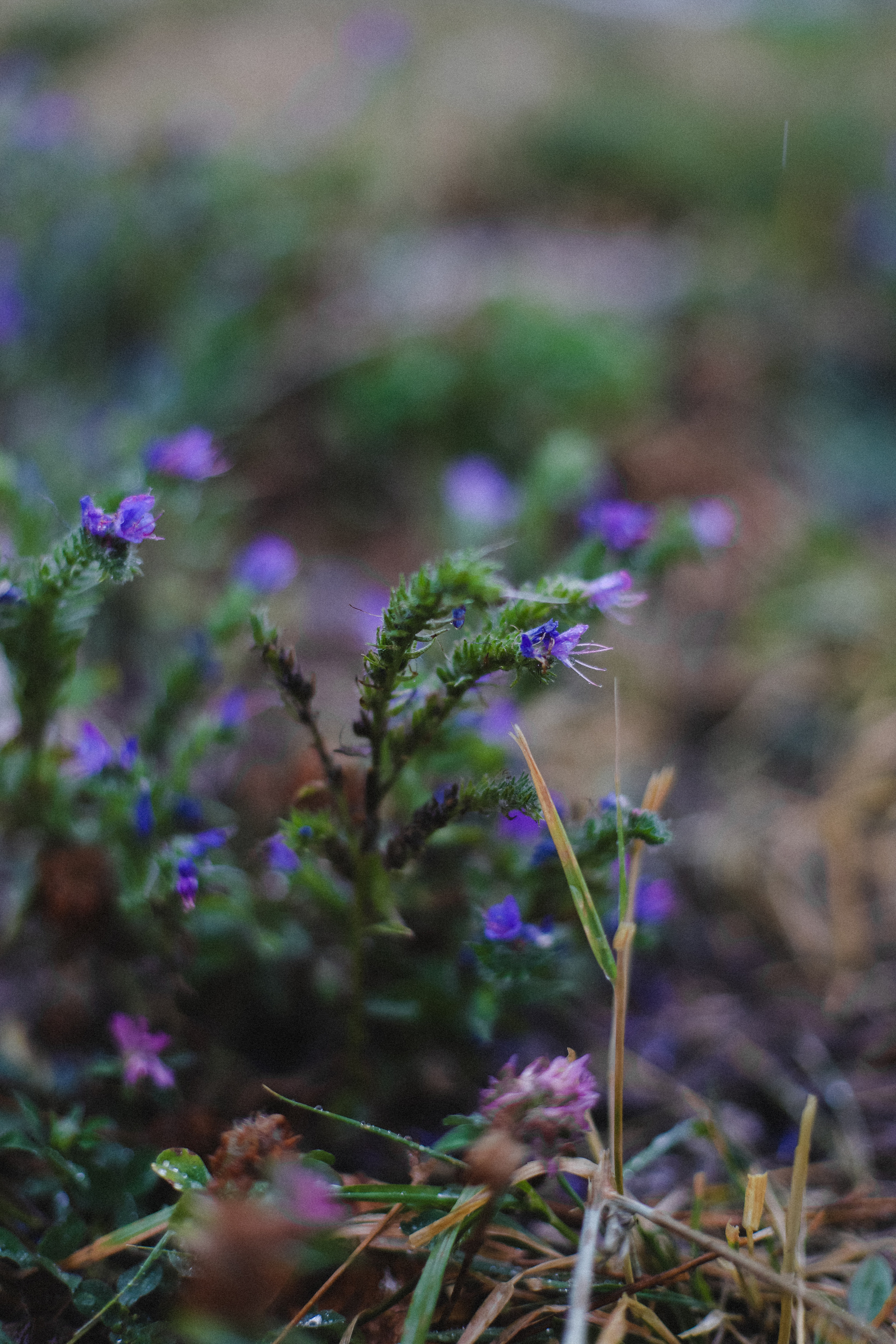 Дождь в горах. Фотограф в Алматы и Москве Даша Пушкина