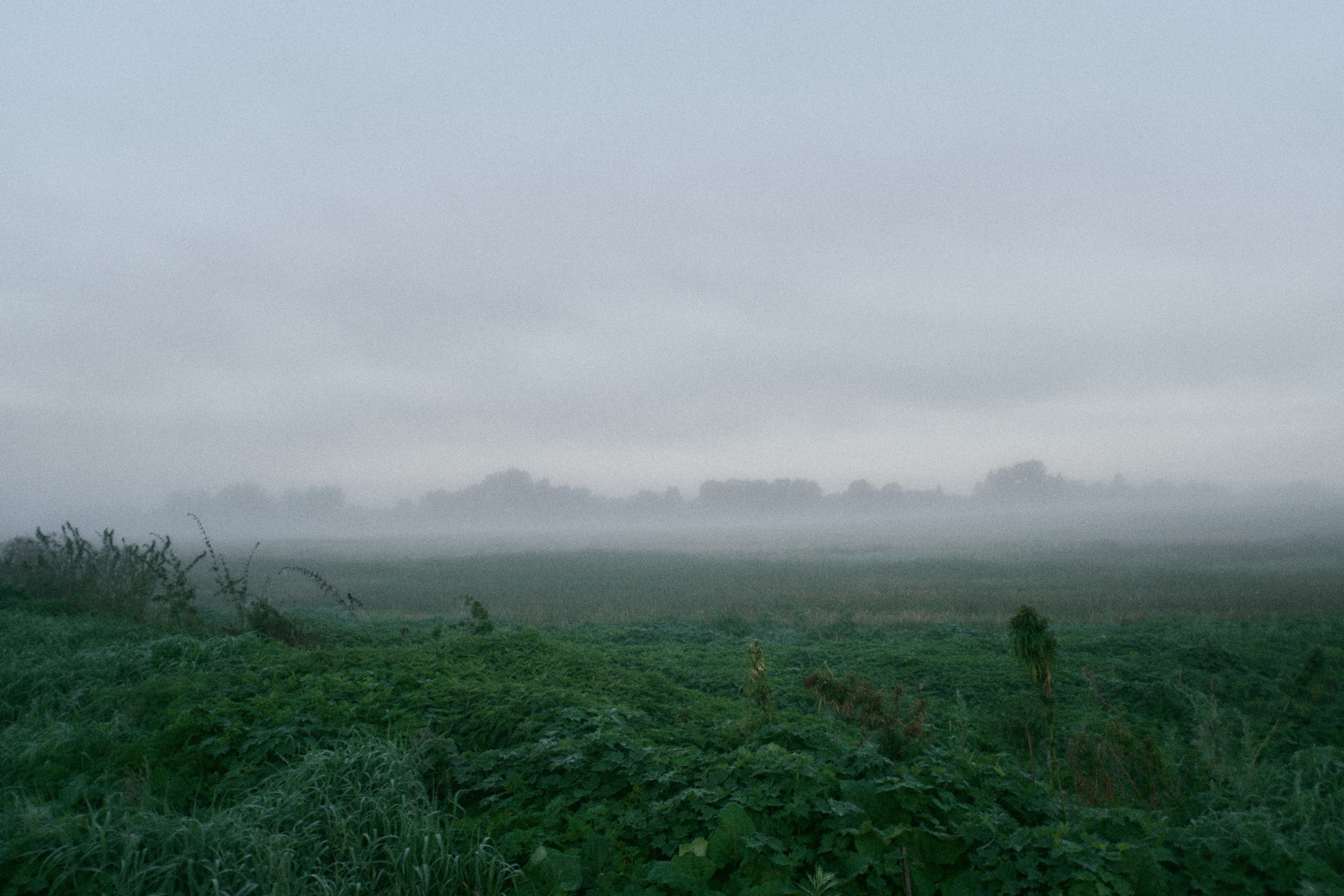 Наблюдения. Семейный фотограф в Новосибирске Артём Кузнецов