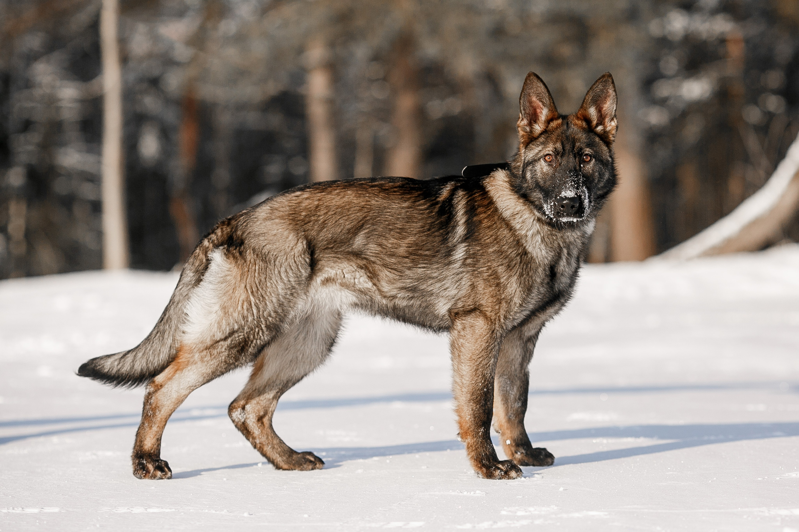 Фотосъемка собак для питомника немецких овчарок. Репортажный фотограф Борис Геер