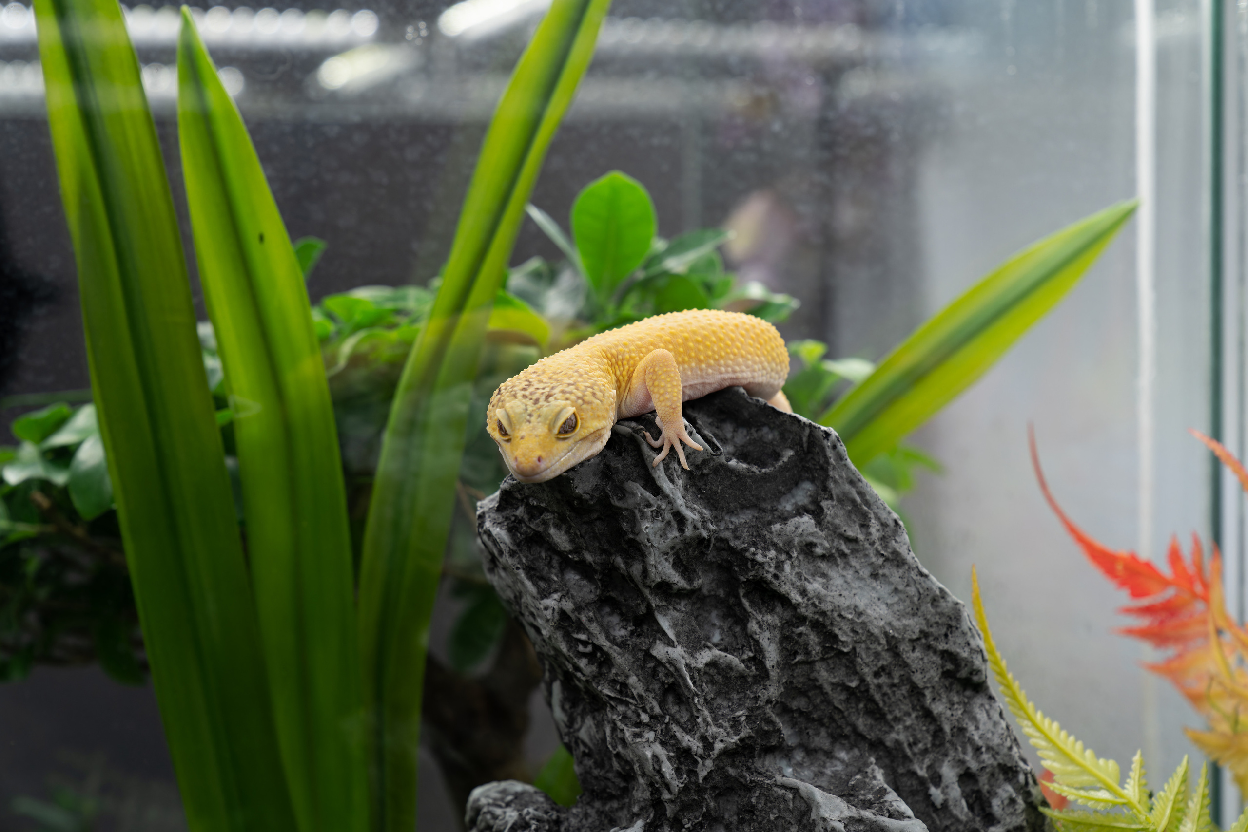 С фотофорума 2019. Фотограф — видеограф в Москве Дмитрий Менделеев