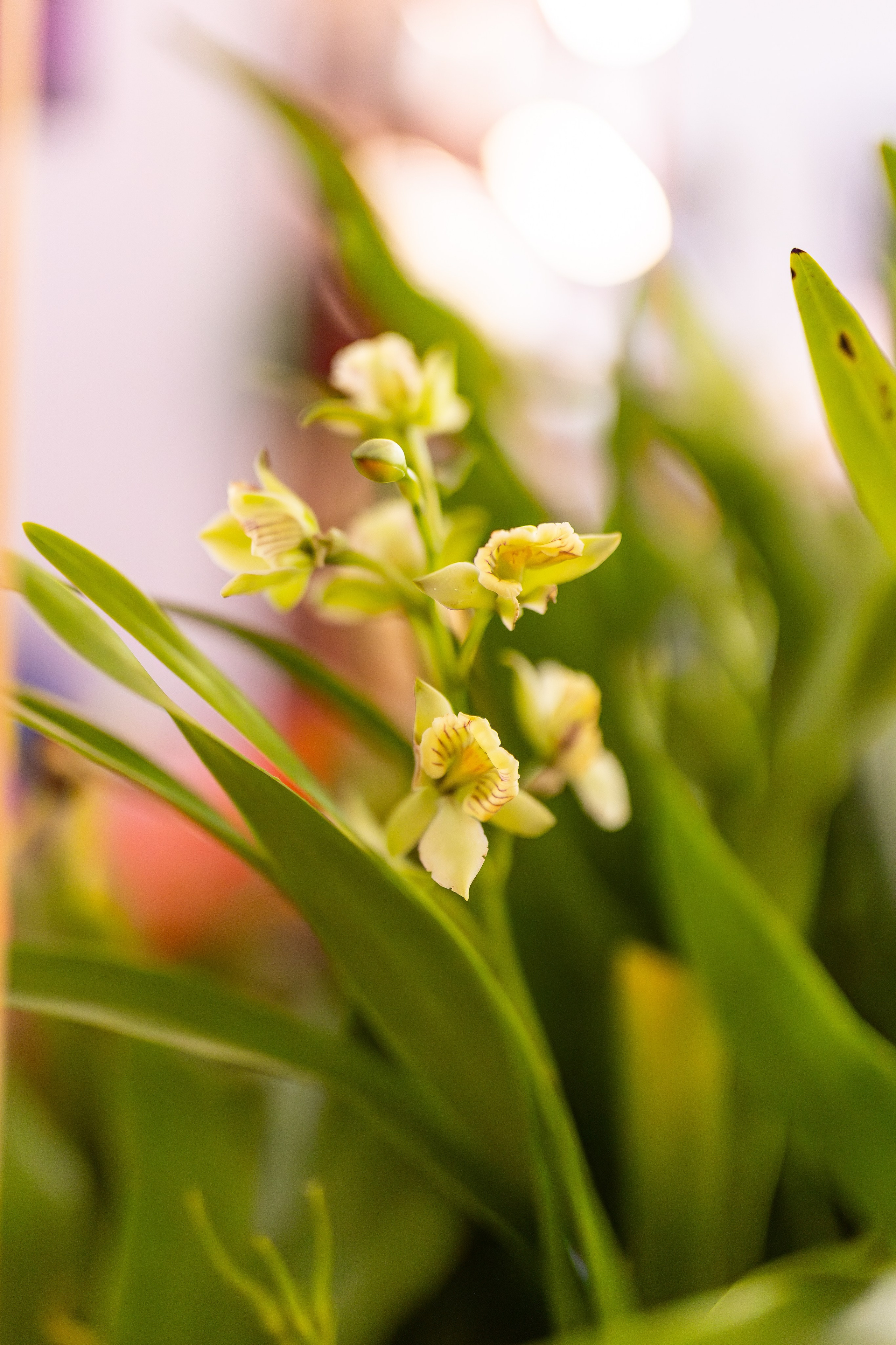 Орхидиум сентябрь 2025. Александра Куликова фотограф, Москва