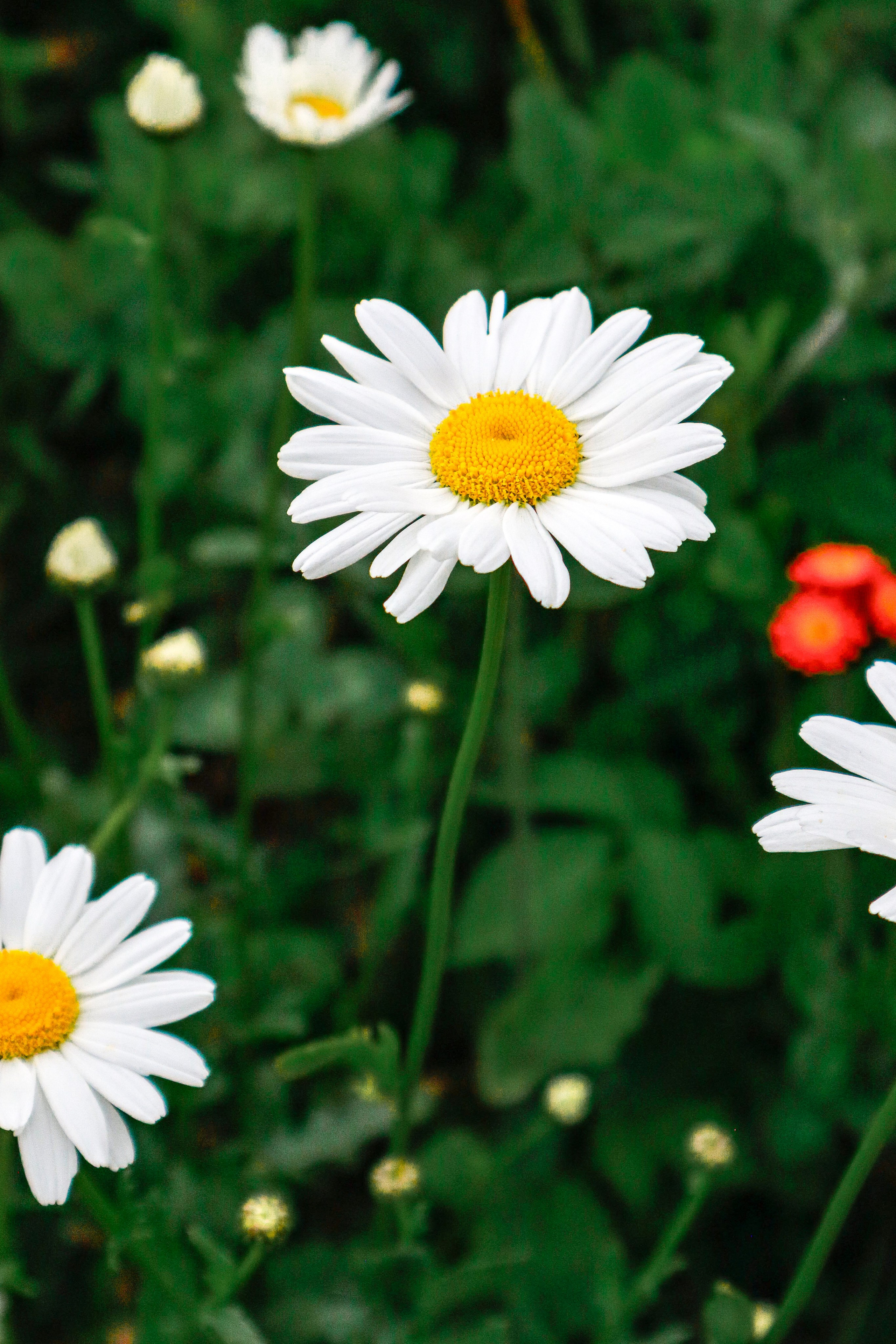 Маяк Тонин на мысе Свободном. Карафуто. Фотограф в Южно-Сахалинске Гусаков Евгений