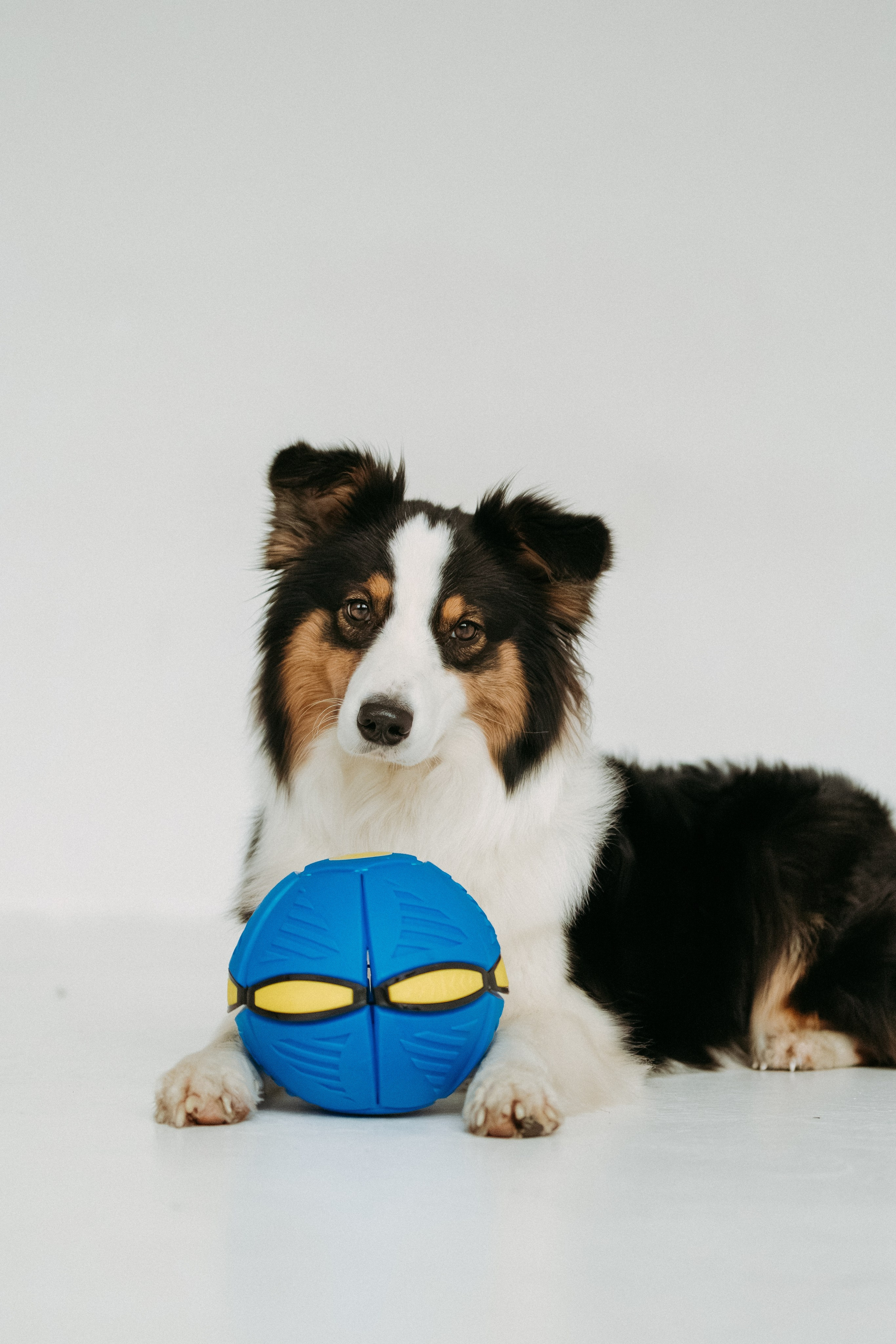 Мячи-попрыгуны. Фотораф — анималист Мария Шистка