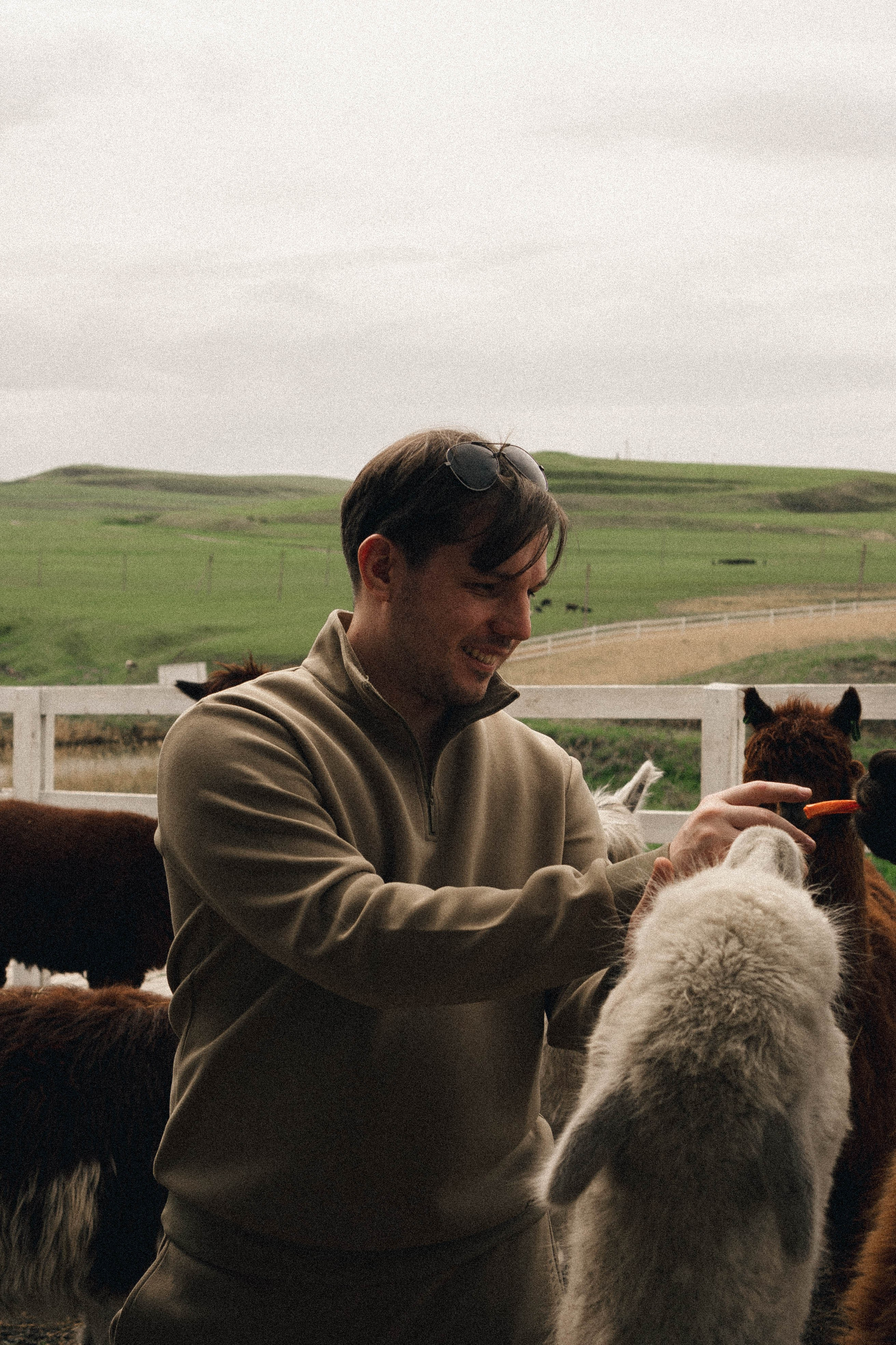 Ферма Альпак. Профессиональный фотограф, Санкт-Петербург — Виктория Богомолова