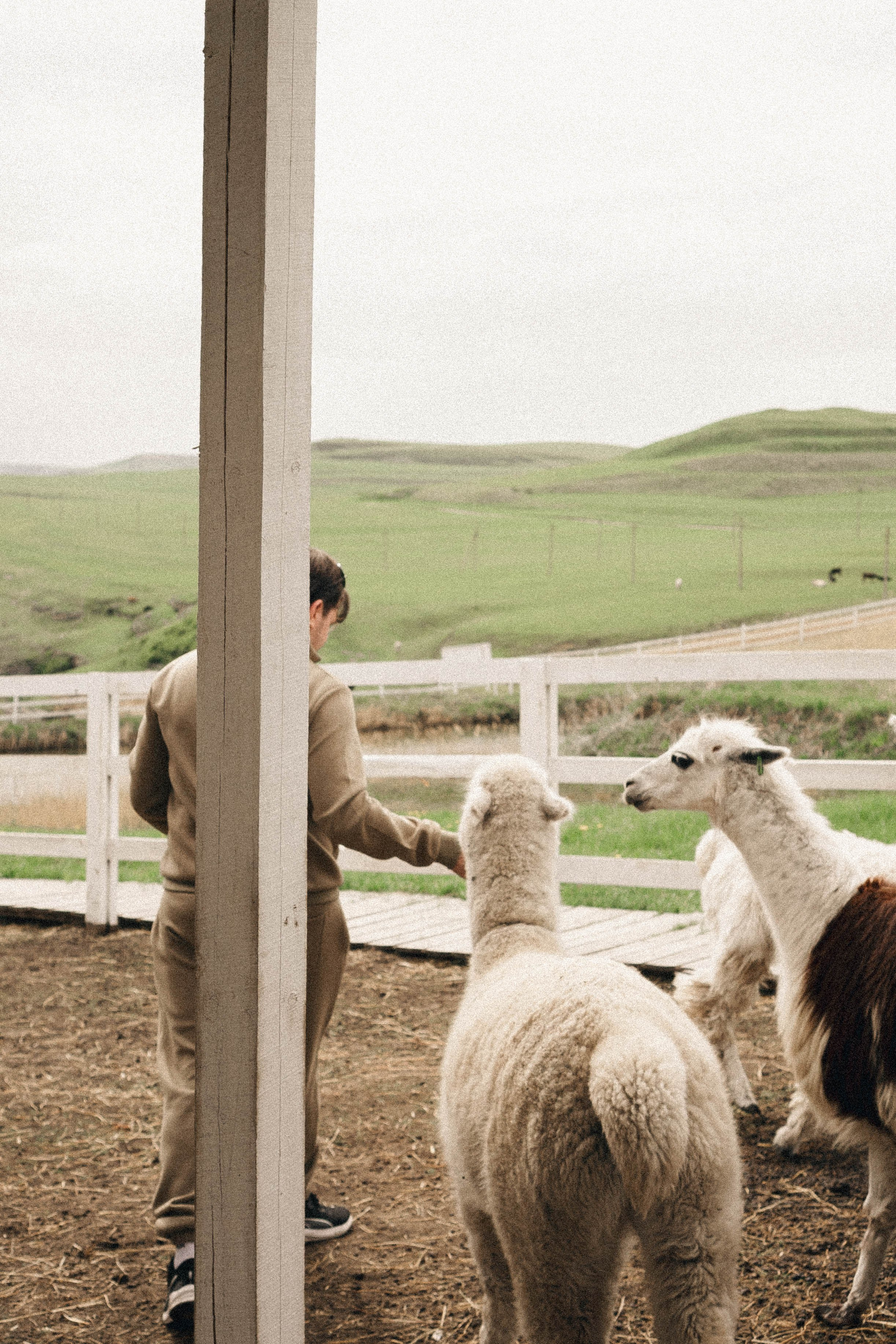 Ферма Альпак. Профессиональный фотограф, Санкт-Петербург — Виктория Богомолова