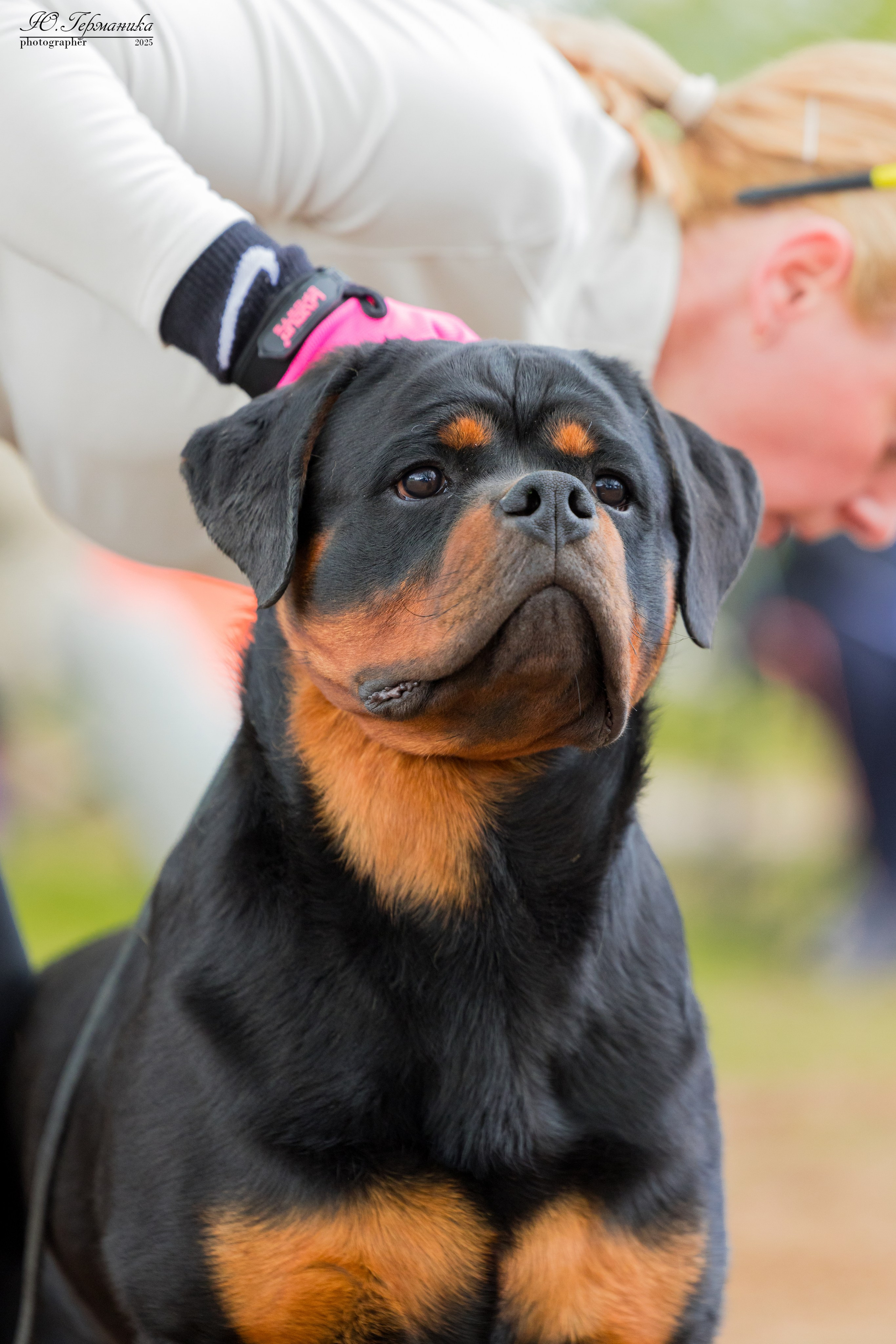 Саратов моно ротвейлеров 26-27.04.2025. Фотограф-анималист Юлия Германика