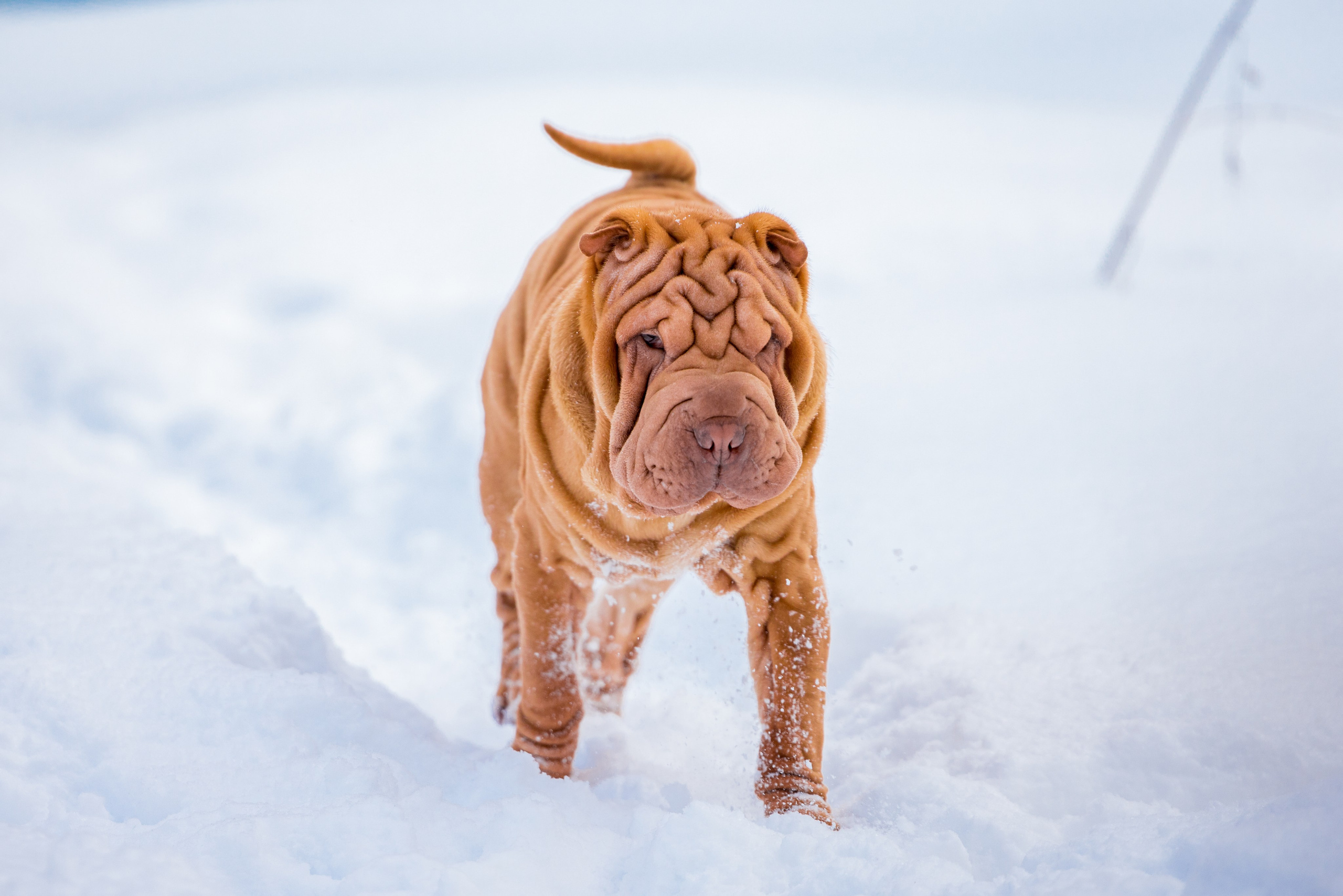 В гостях у шарпеев 16.01.2024. Фотограф-анималист Юлия Германика
