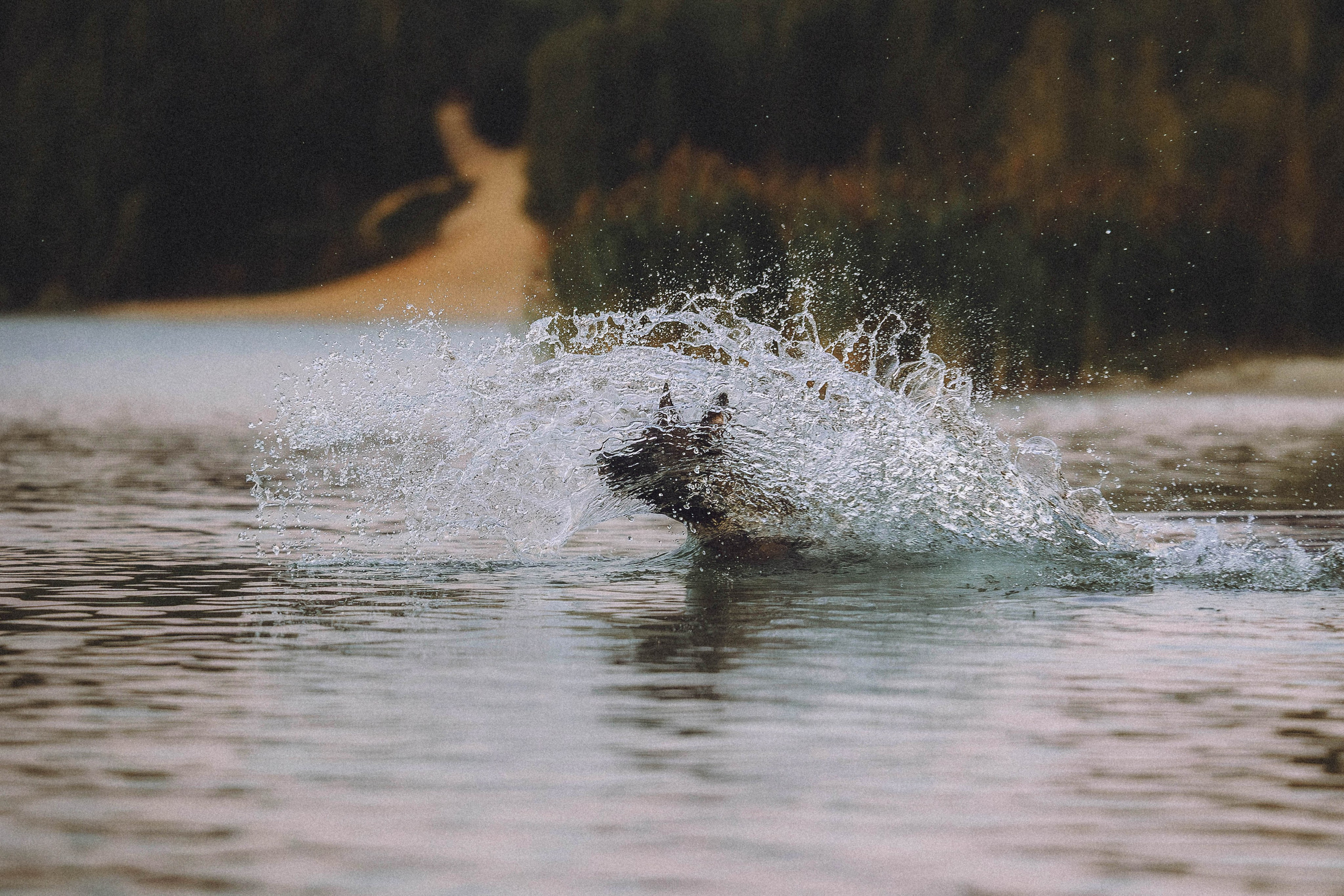 Таня, Ерш и Оллик