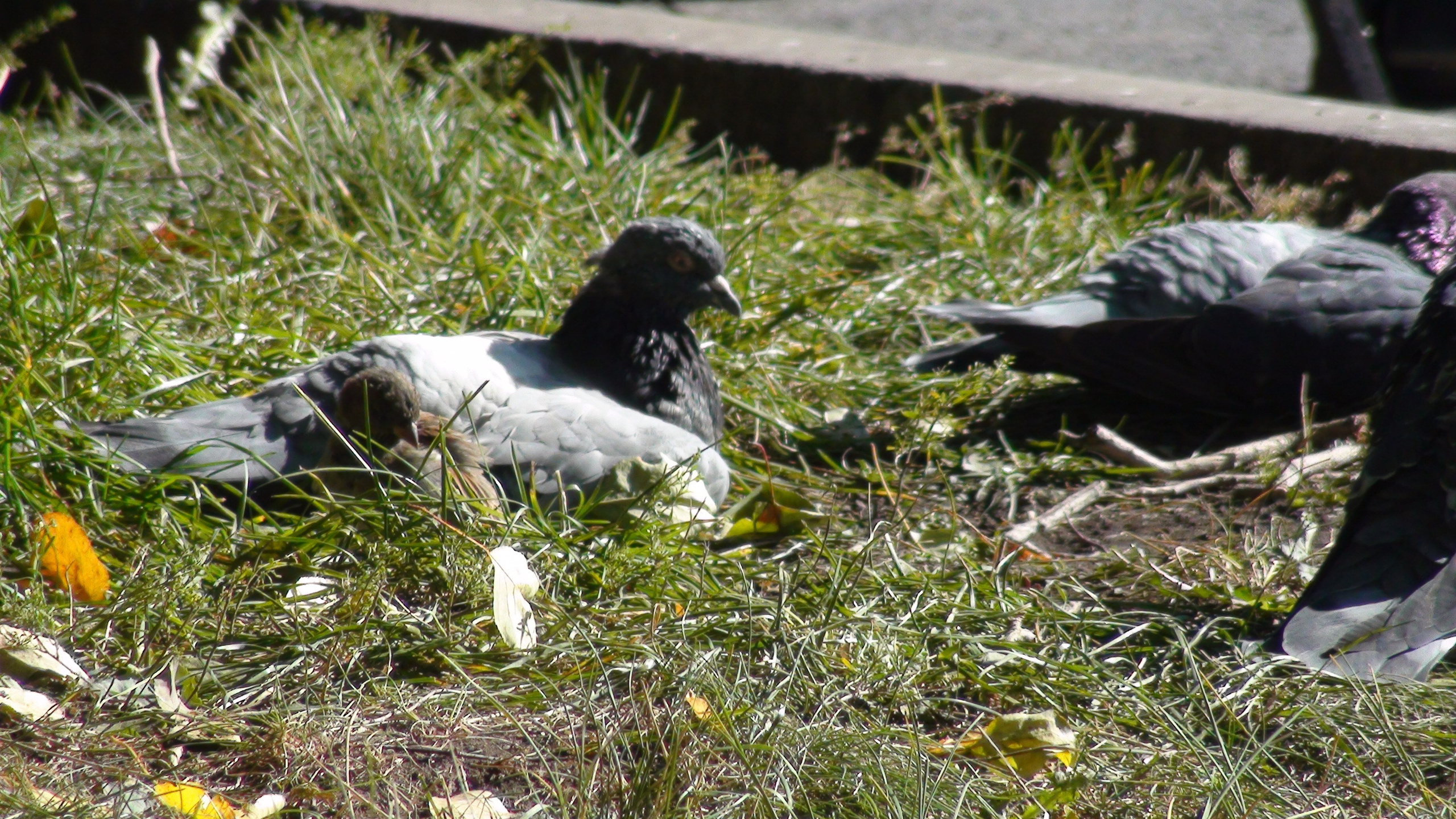 Песочные фигуры с Рускалевы 20.09.2009. Семейный, Свадебный фотограф СПБ Питер— Романова Екатерина