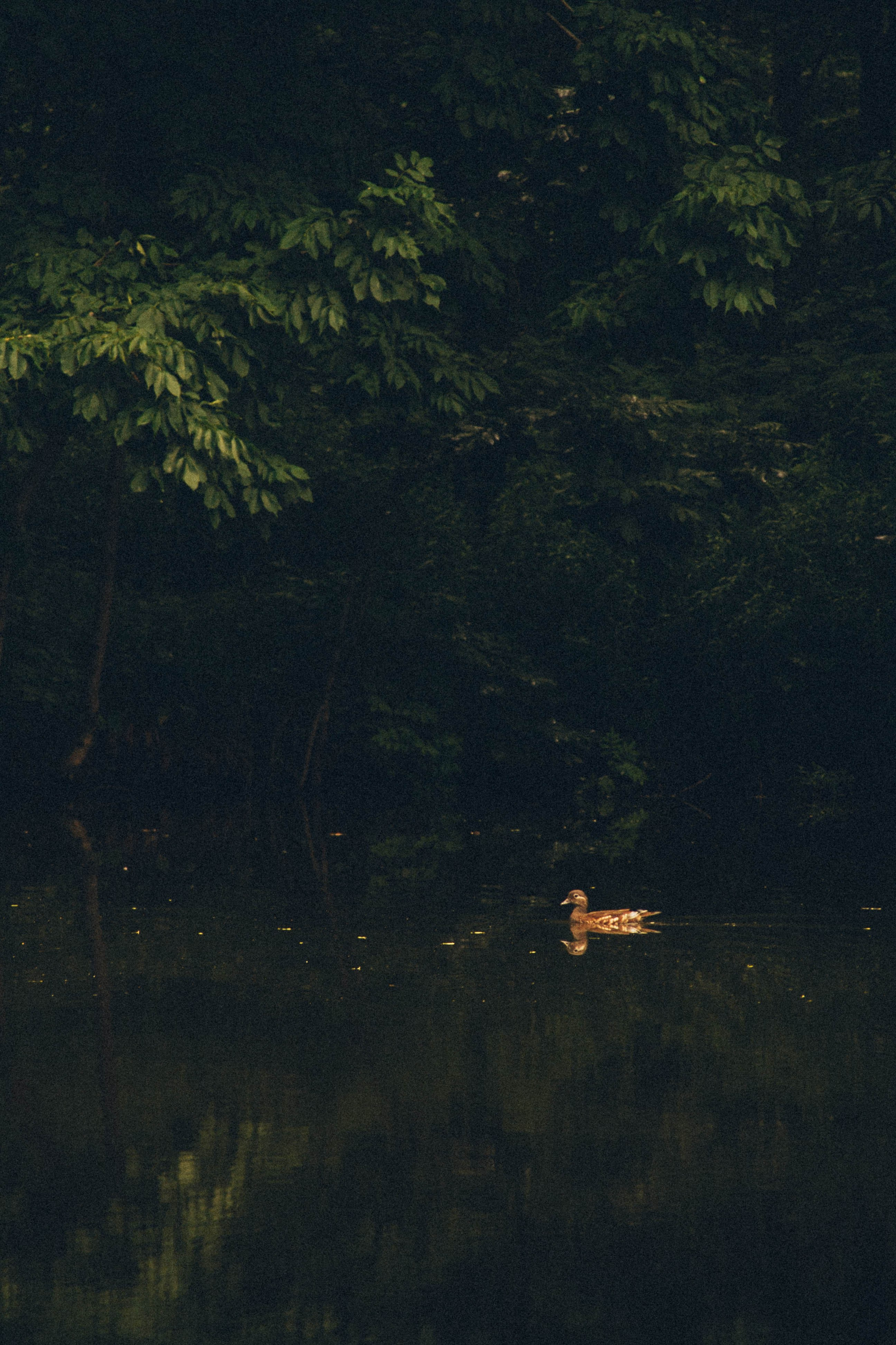 Природа. Darinishna Фэнтези-фотограф Хабаровск