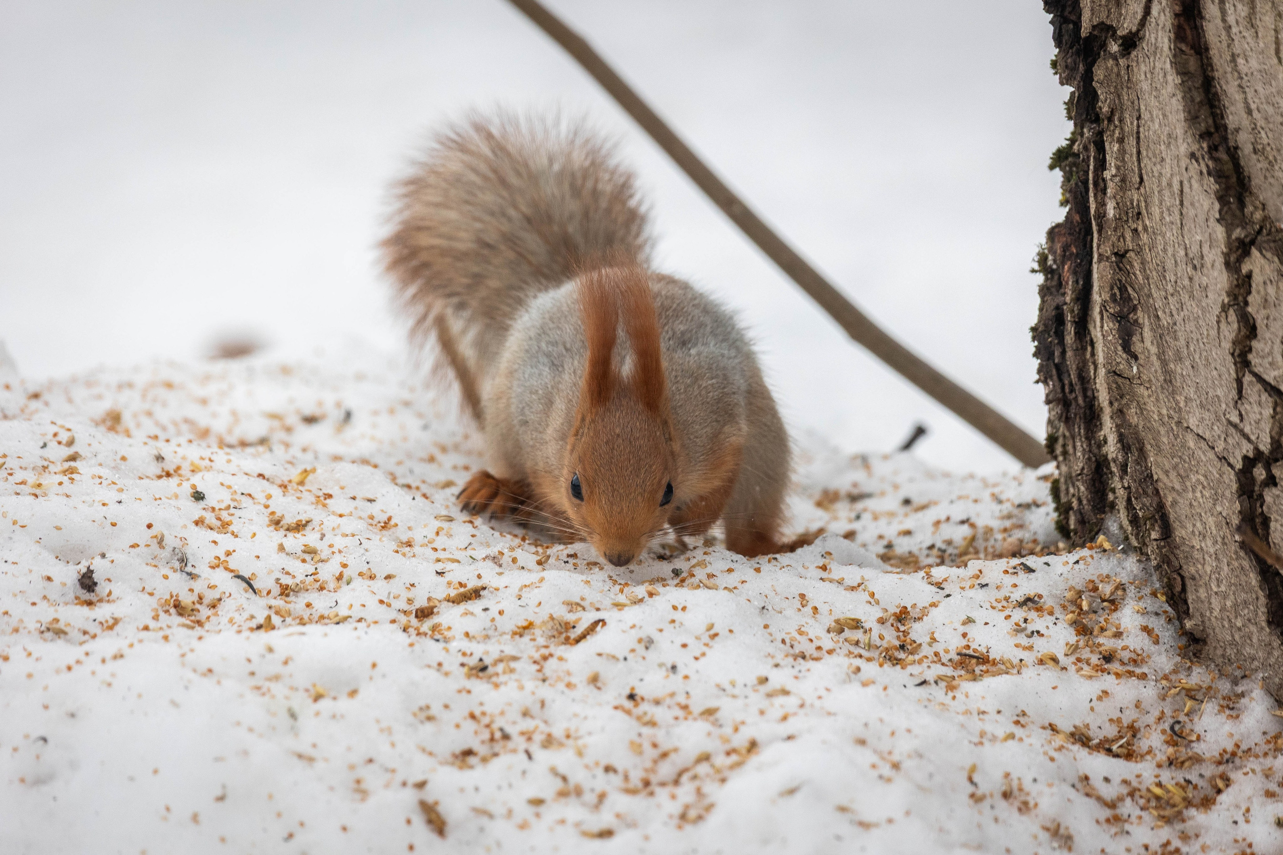 Дикий животный мир. Фотограф-АниМалист Анна Абрамова