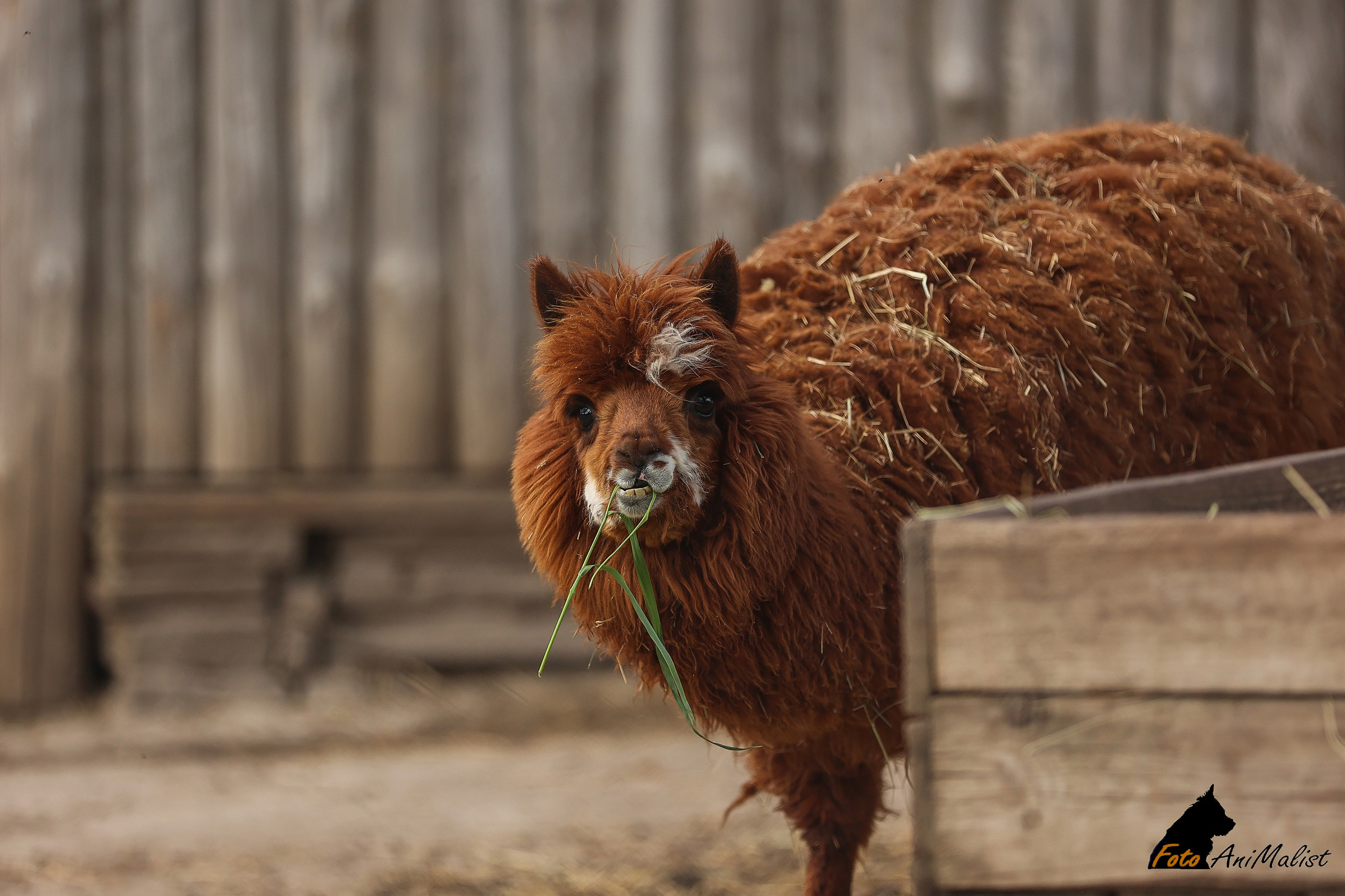 Зоопарк Малинки. Фотограф-АниМалист Анна Абрамова