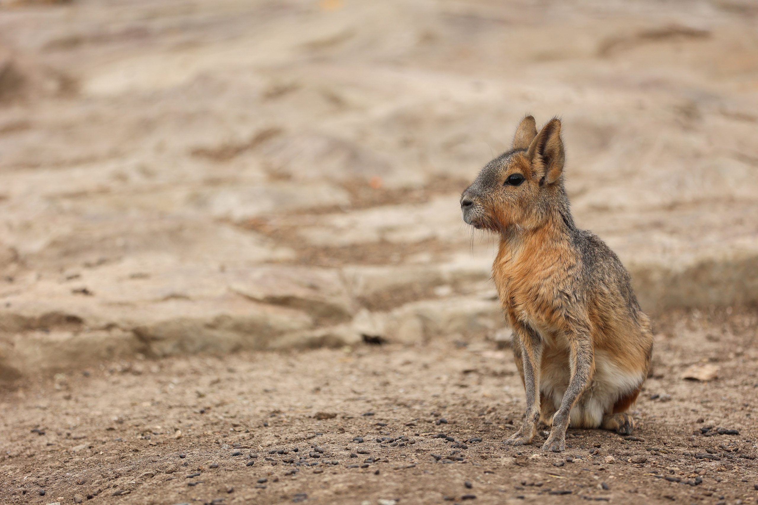 Зоопарк Малинки. Фотограф-АниМалист Анна Абрамова